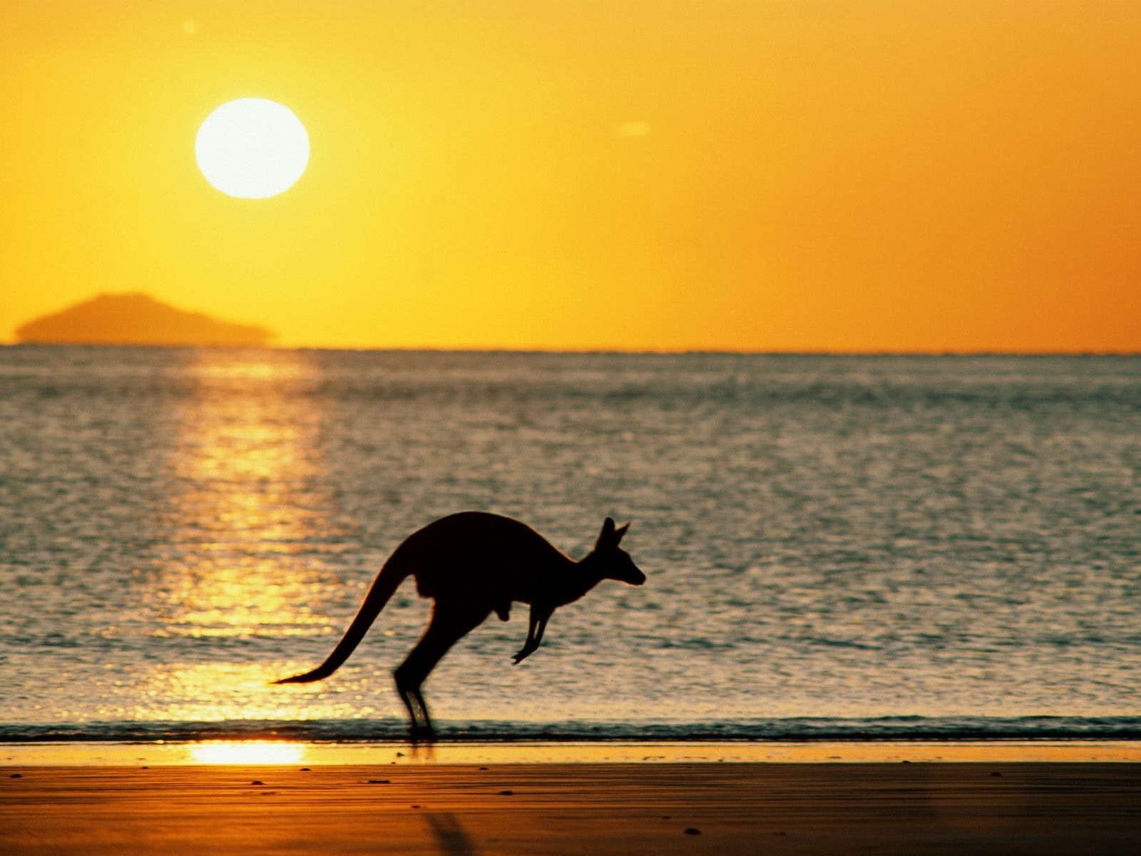 Handy-Wallpaper Sunset, Sun, Landschaft, Kangaroo, Sea, Strand kostenlos herunterladen.