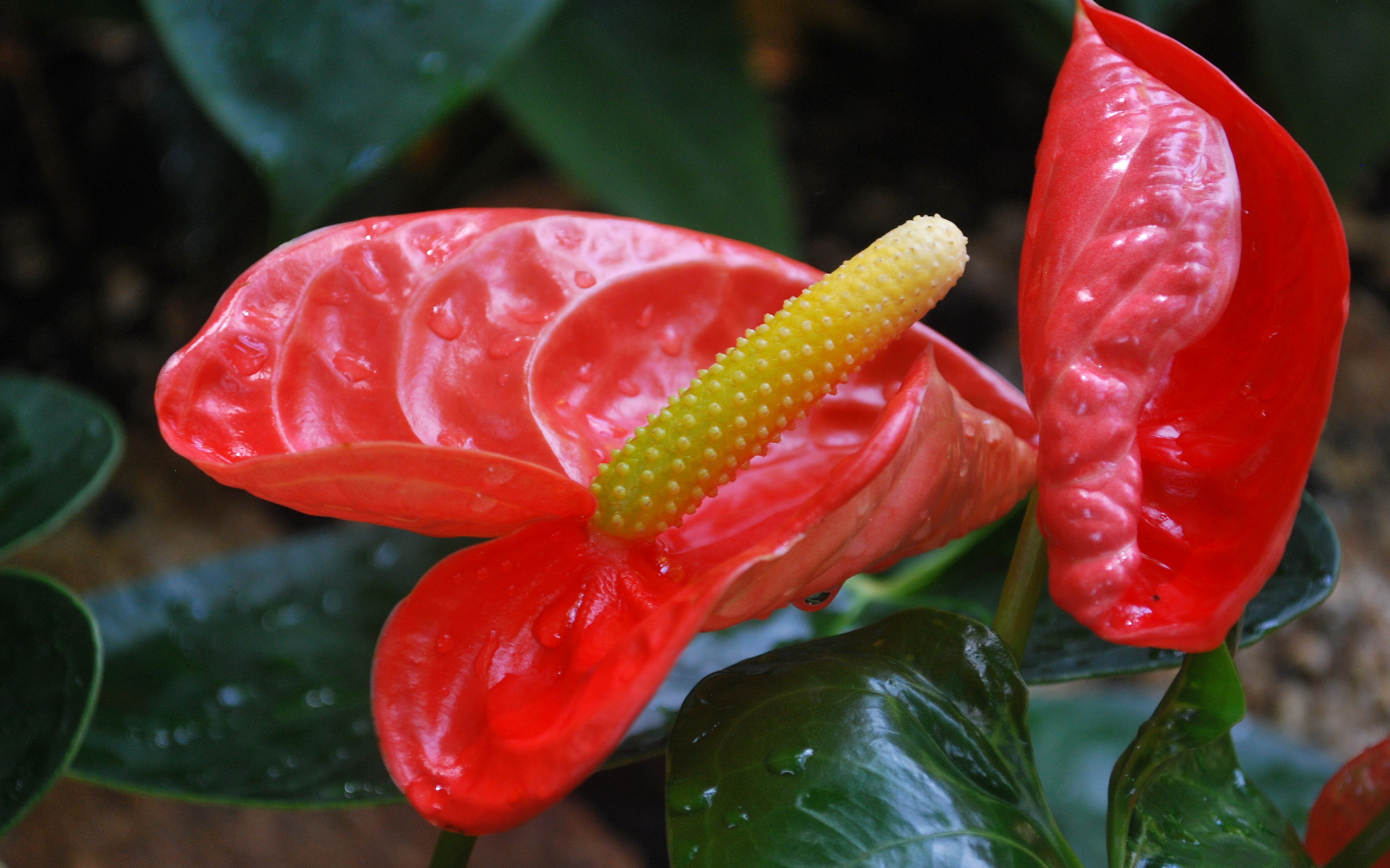 earth, anthurium, flowers