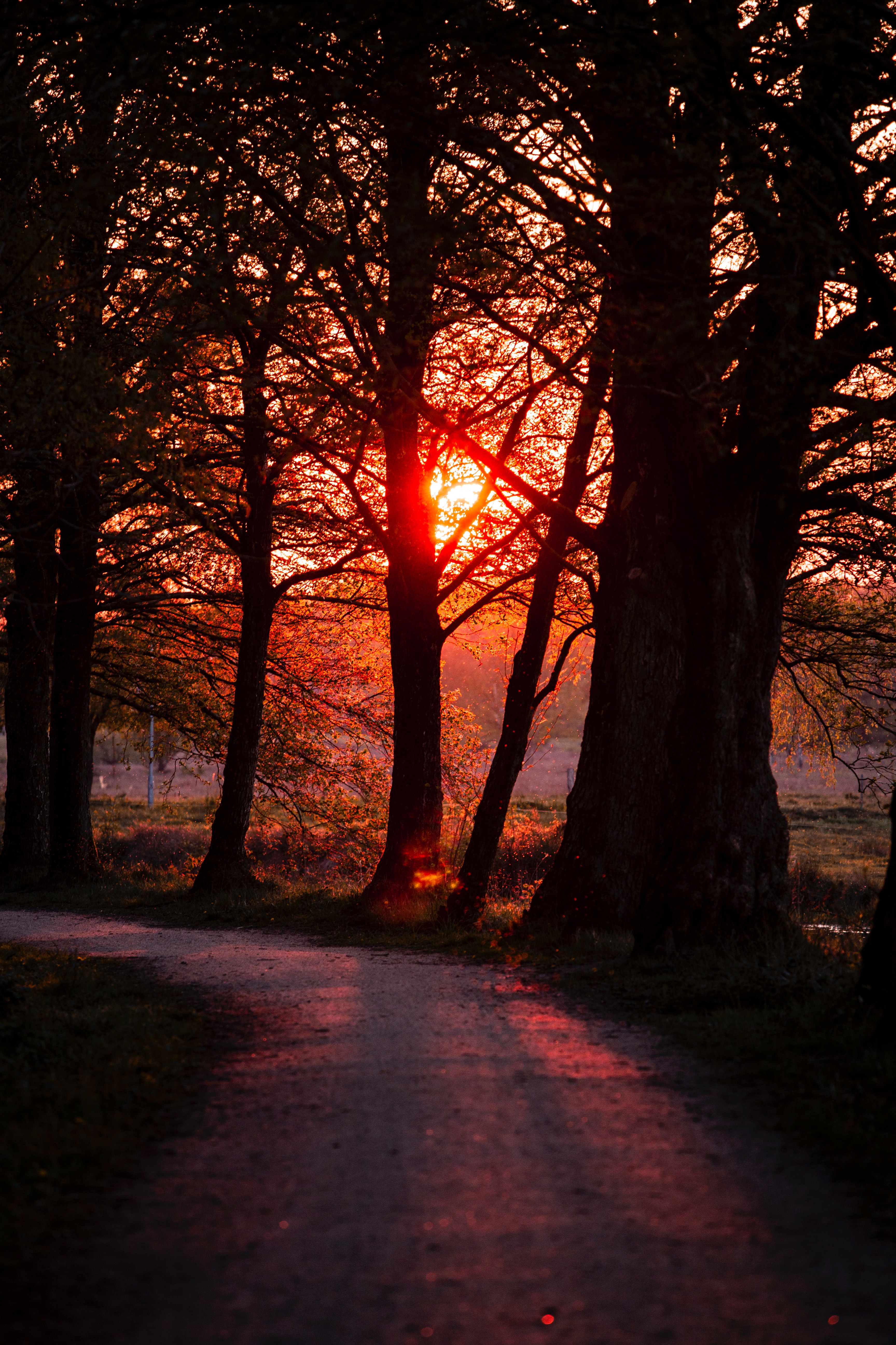 Download mobile wallpaper Path, Trees, Nature, Sunset, Dark for free.