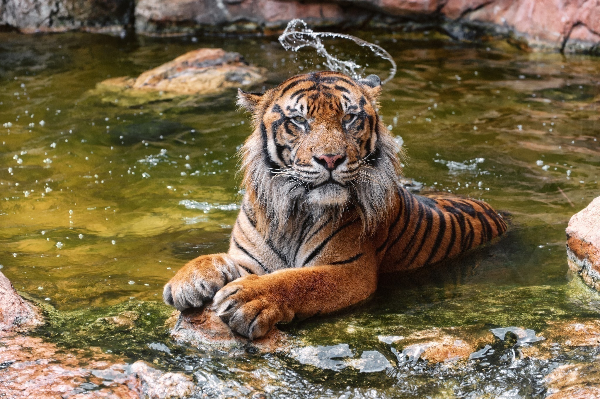 Амурский тигр на реке Амур