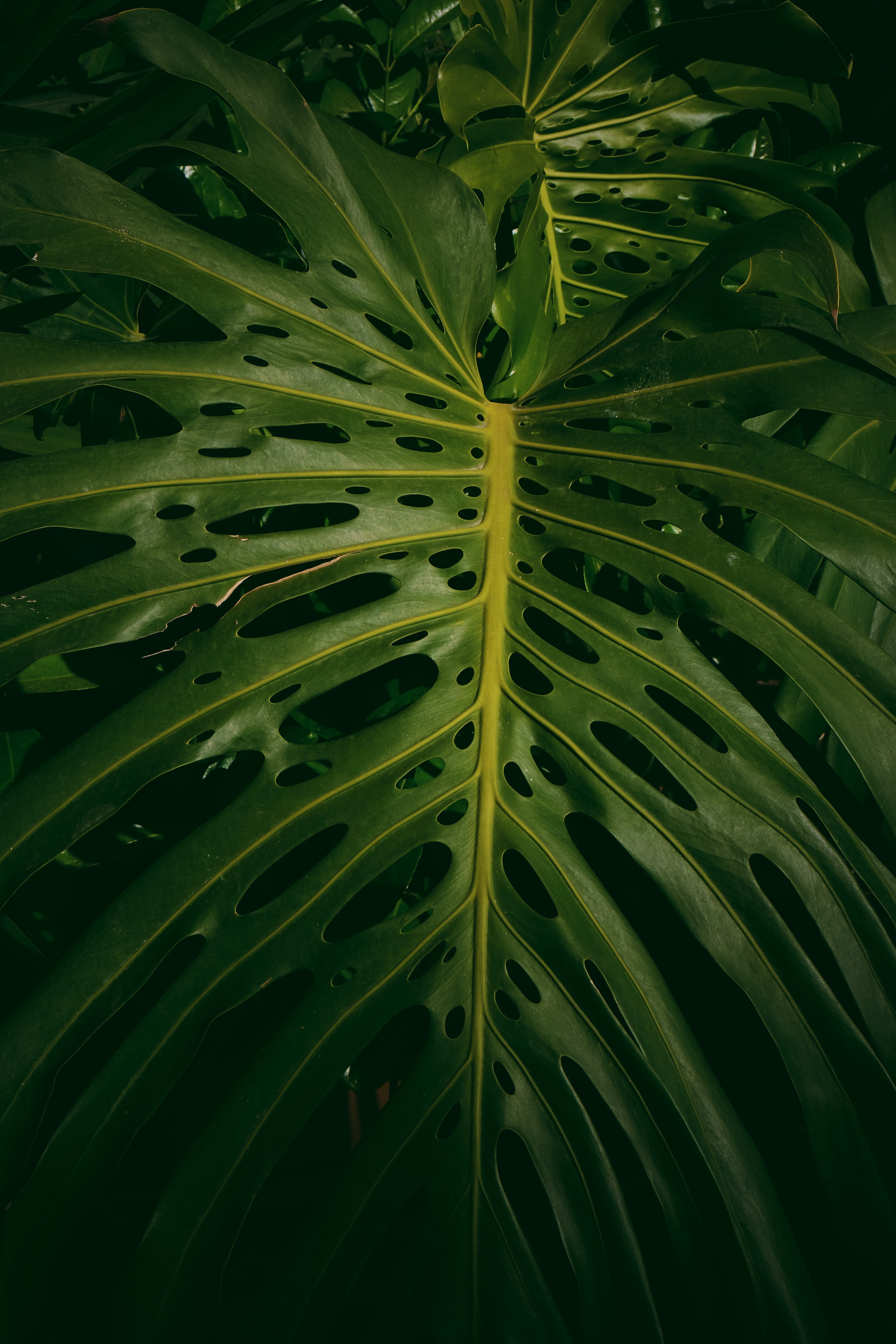 monstera, nature, leaves, green, plant 1080p