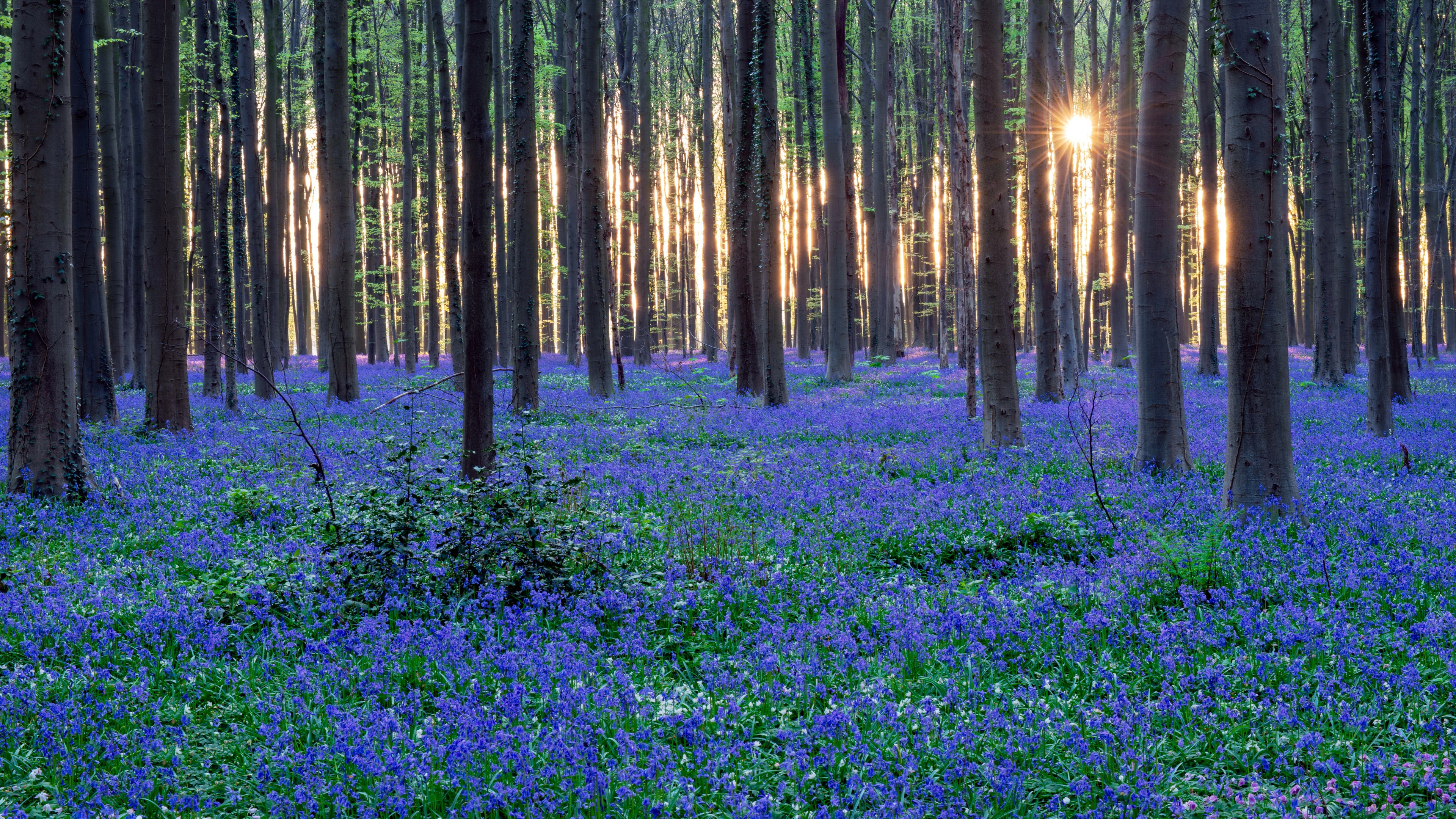 Синие Цветы В Лесу