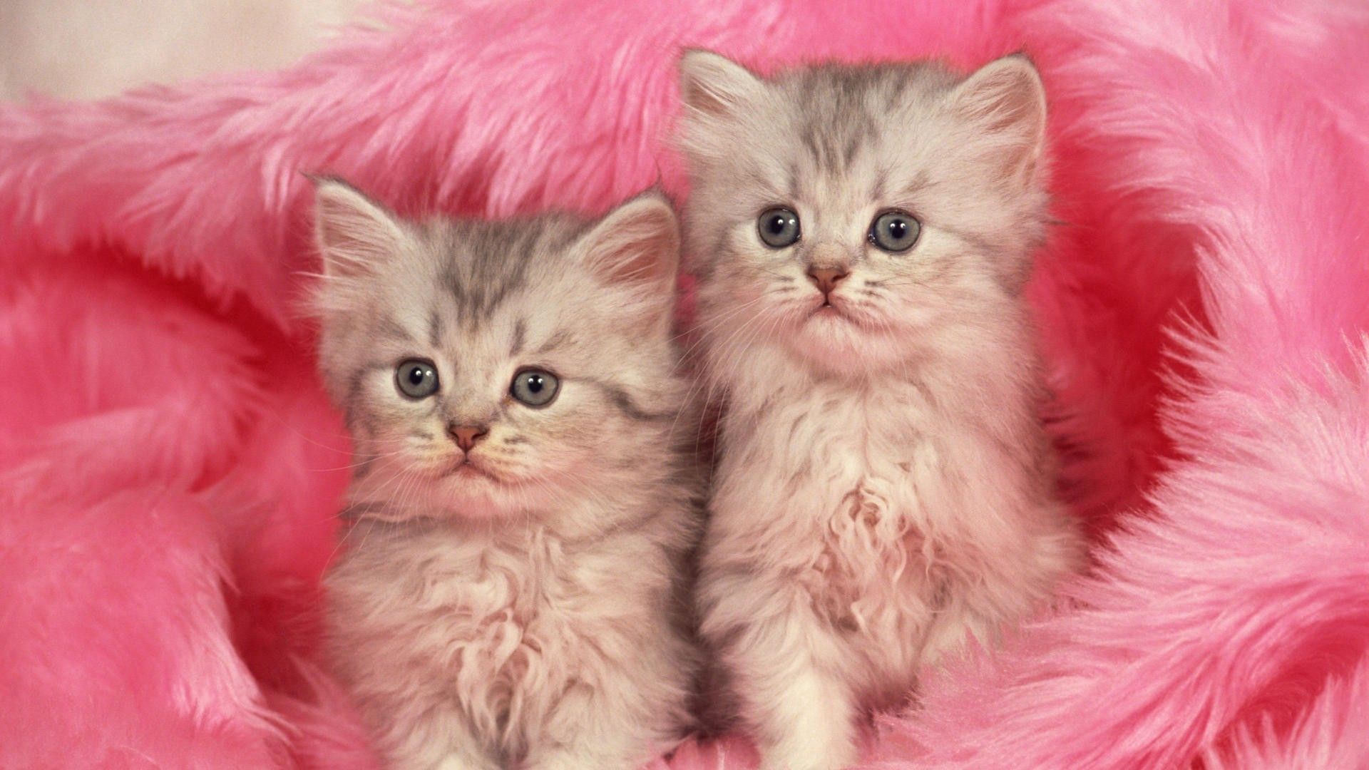 kittens, couple, animals, fluffy, pair, fur HD wallpaper