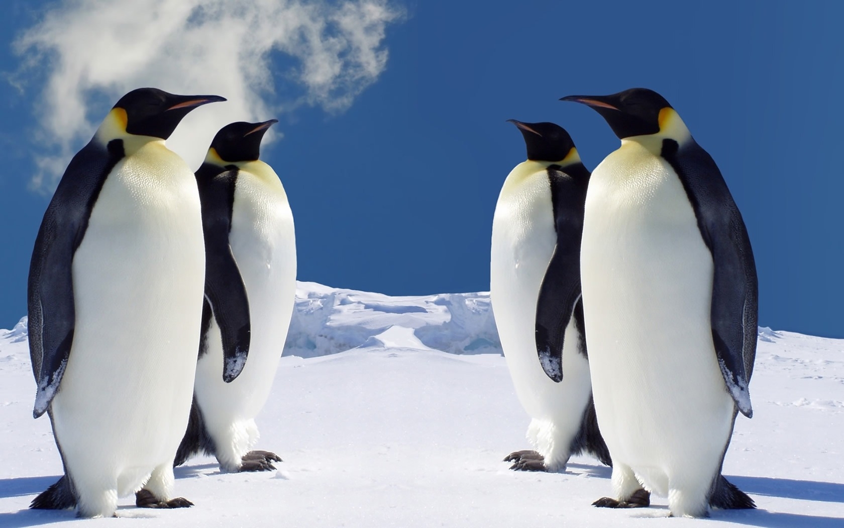 PC Wallpapers pinguins, animals, birds