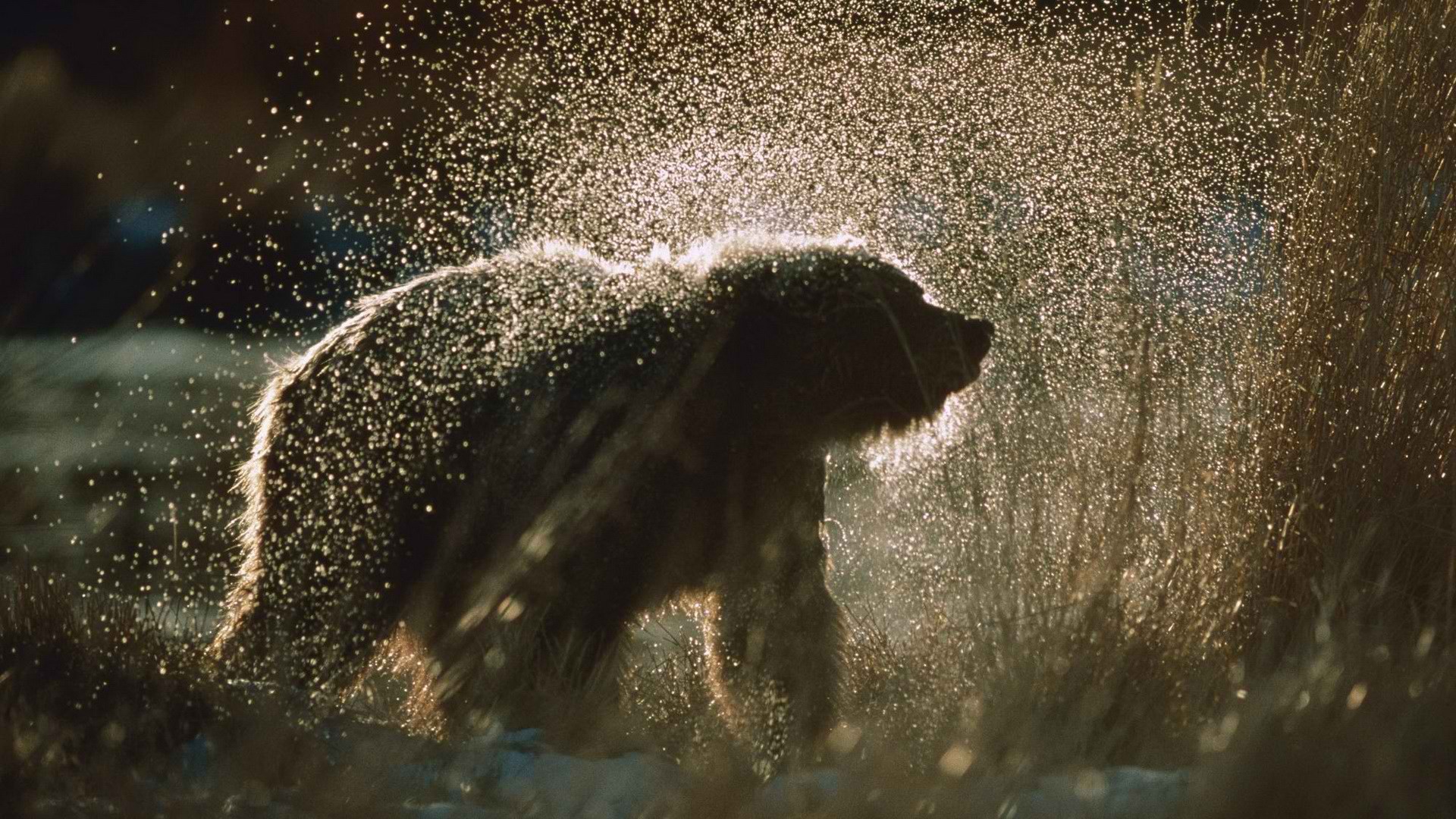 Картинки дождь и животные