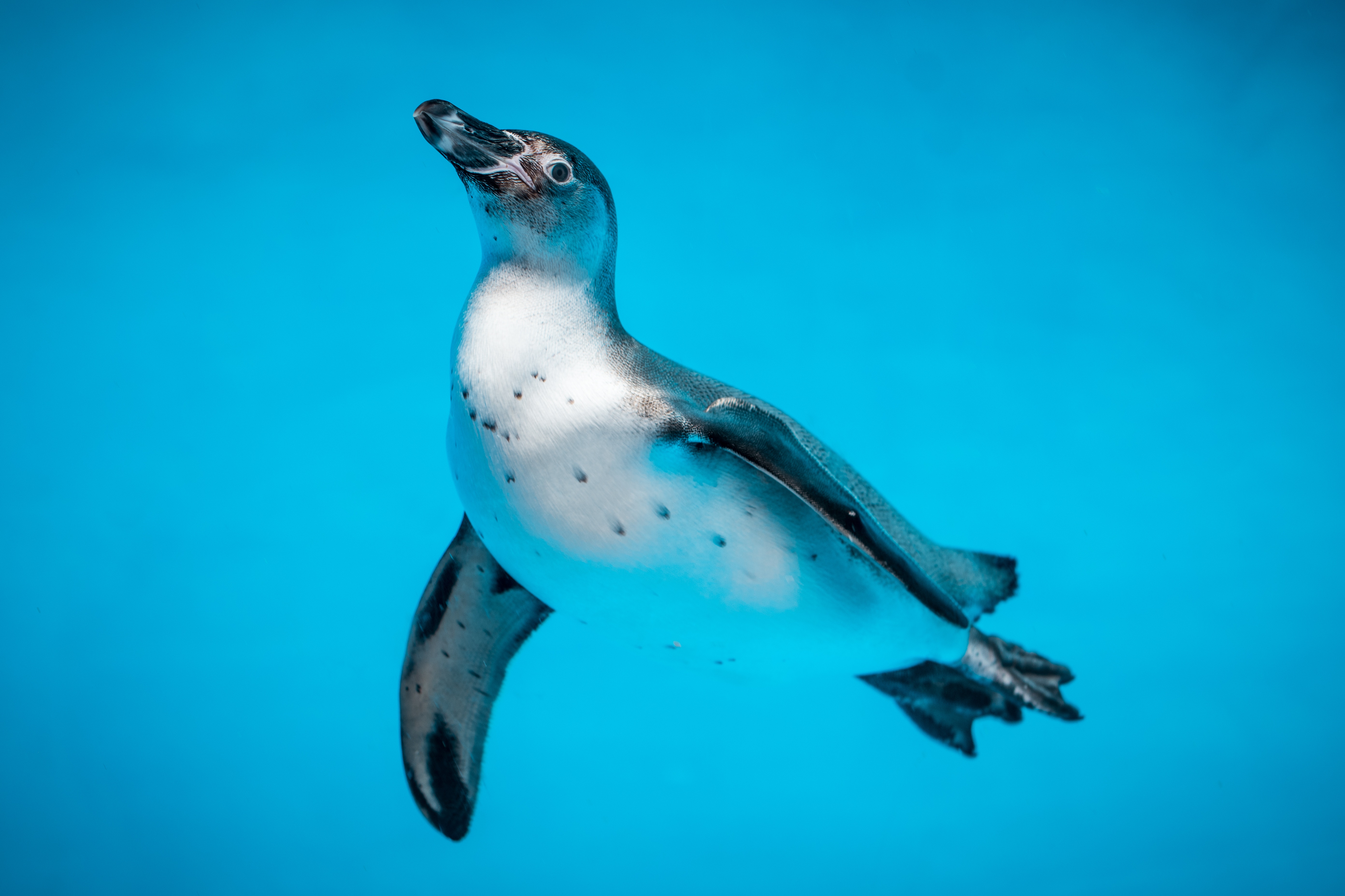 Baixe gratuitamente a imagem Animais, Água, Nadar, Pinguim, Pássaro, Mundo Subaquático na área de trabalho do seu PC