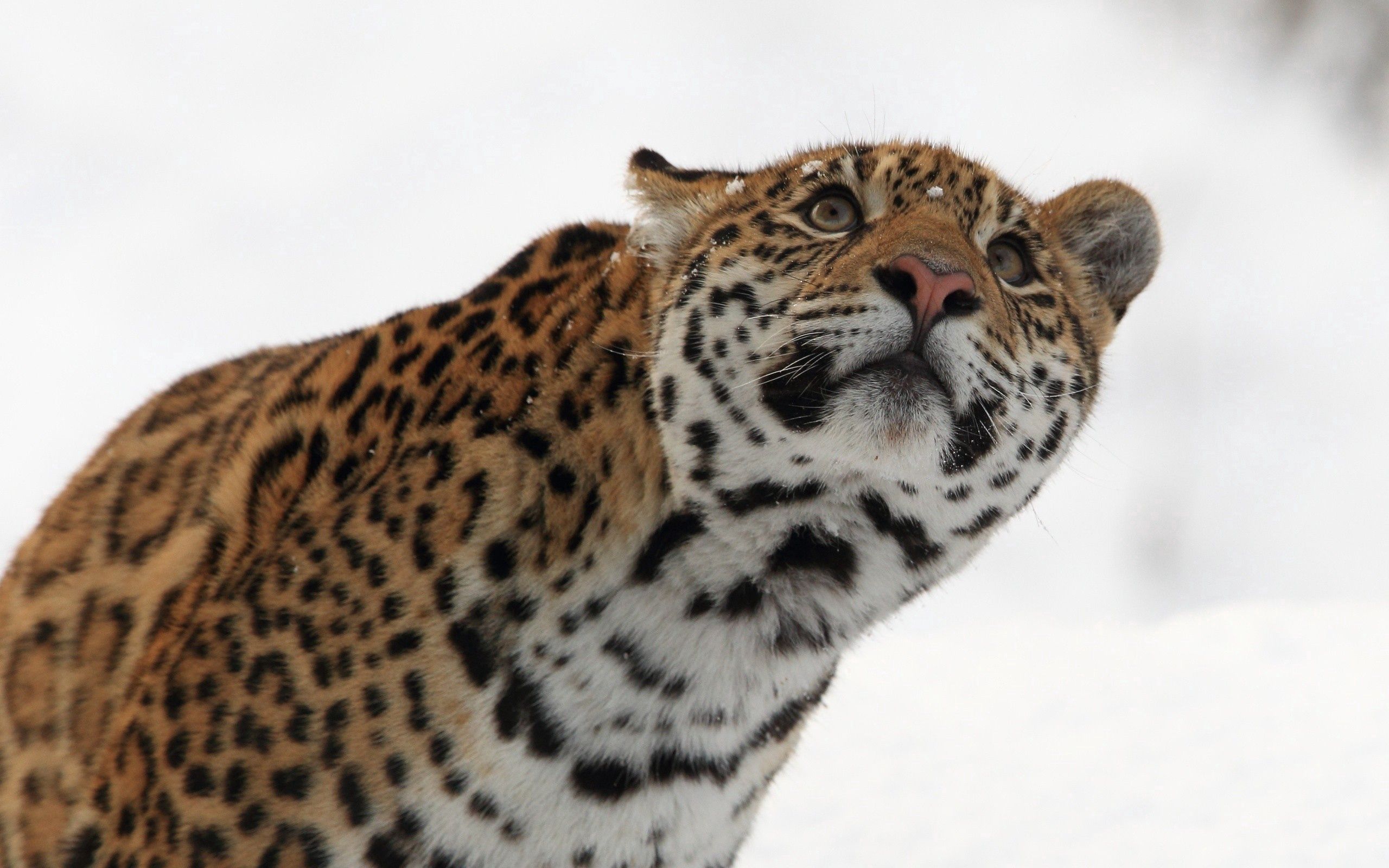 animals, snow, leopard, muzzle, sight, opinion, look