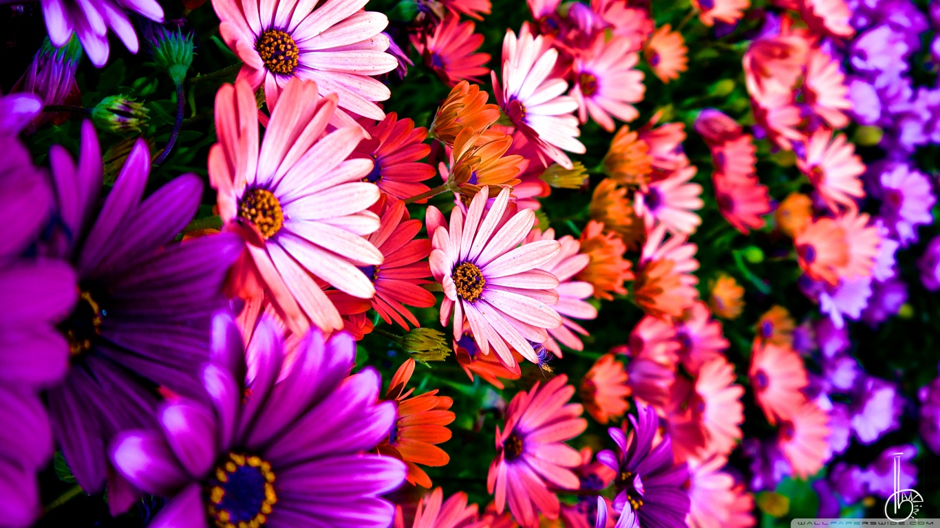 красивые картинки цветов на рабочий стол