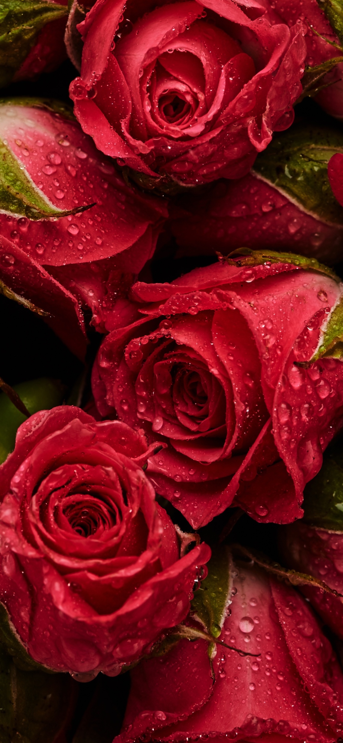 Бесплатные заставки розы на заставку телефона. Роскошные цветы. Роскошные розы. Красный цветок. Роскошные цветы вертикальные.