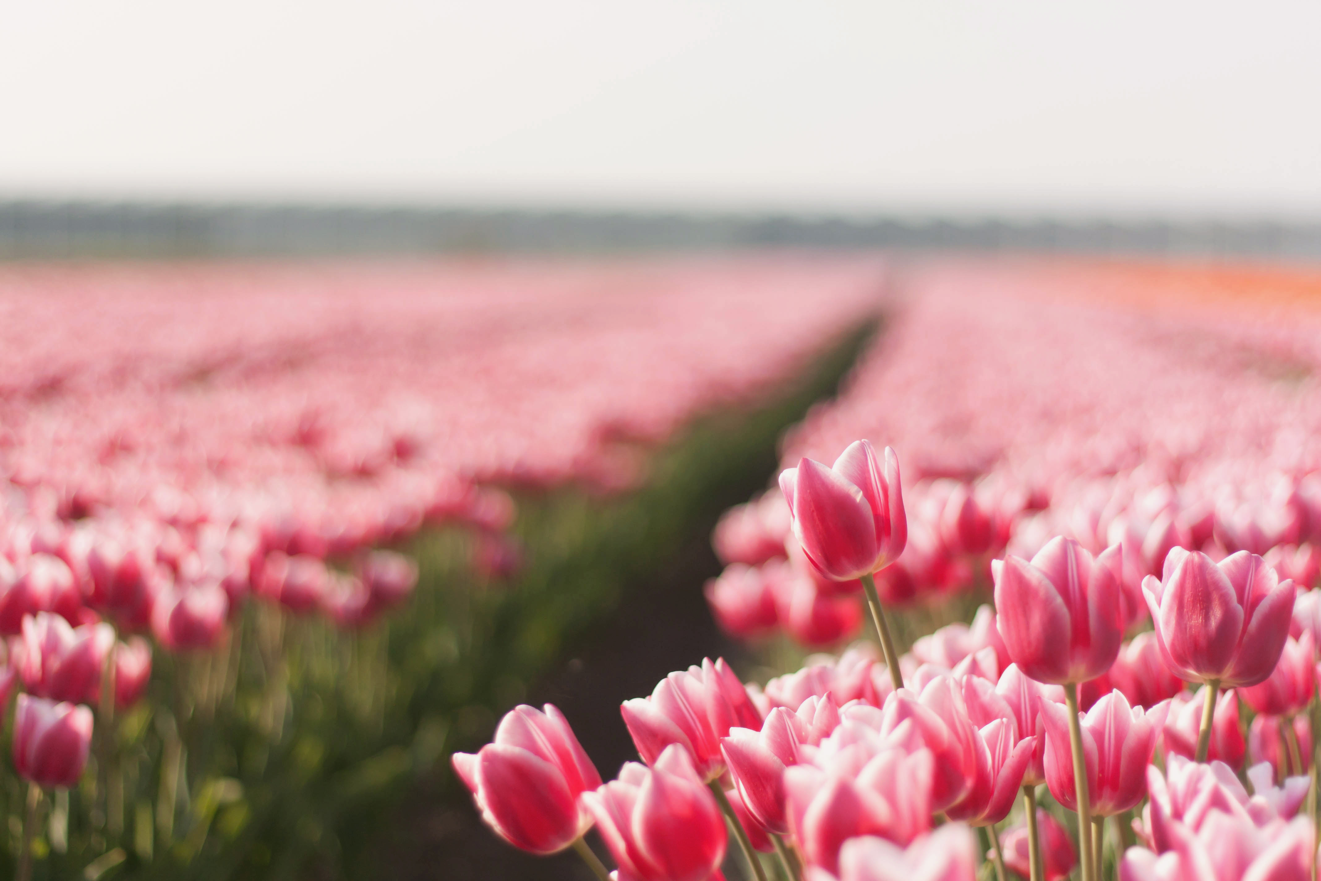 Download mobile wallpaper Landscape, Plants, Flowers, Tulips for free.