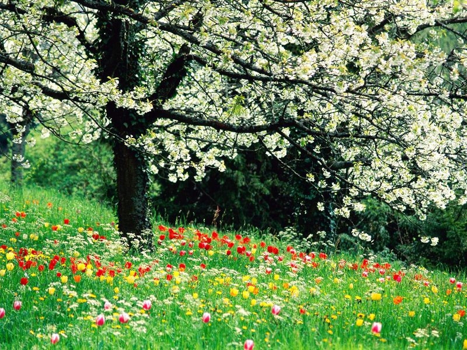 Скачати мобільні шпалери Рослини, Дерева, Пейзаж, Квіти безкоштовно.