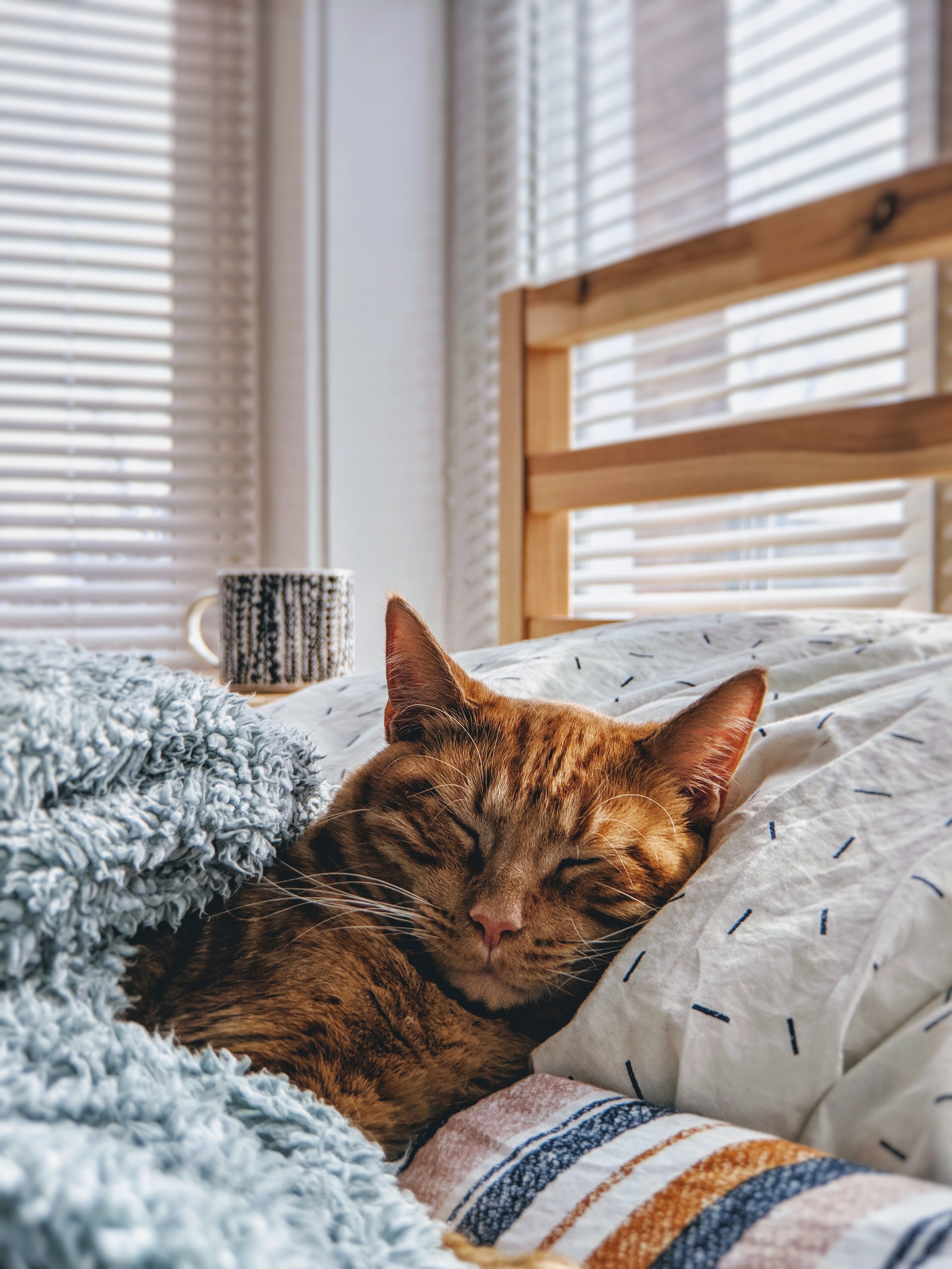 cat, comfort, animals, sleep, dream, bed, coziness iphone wallpaper