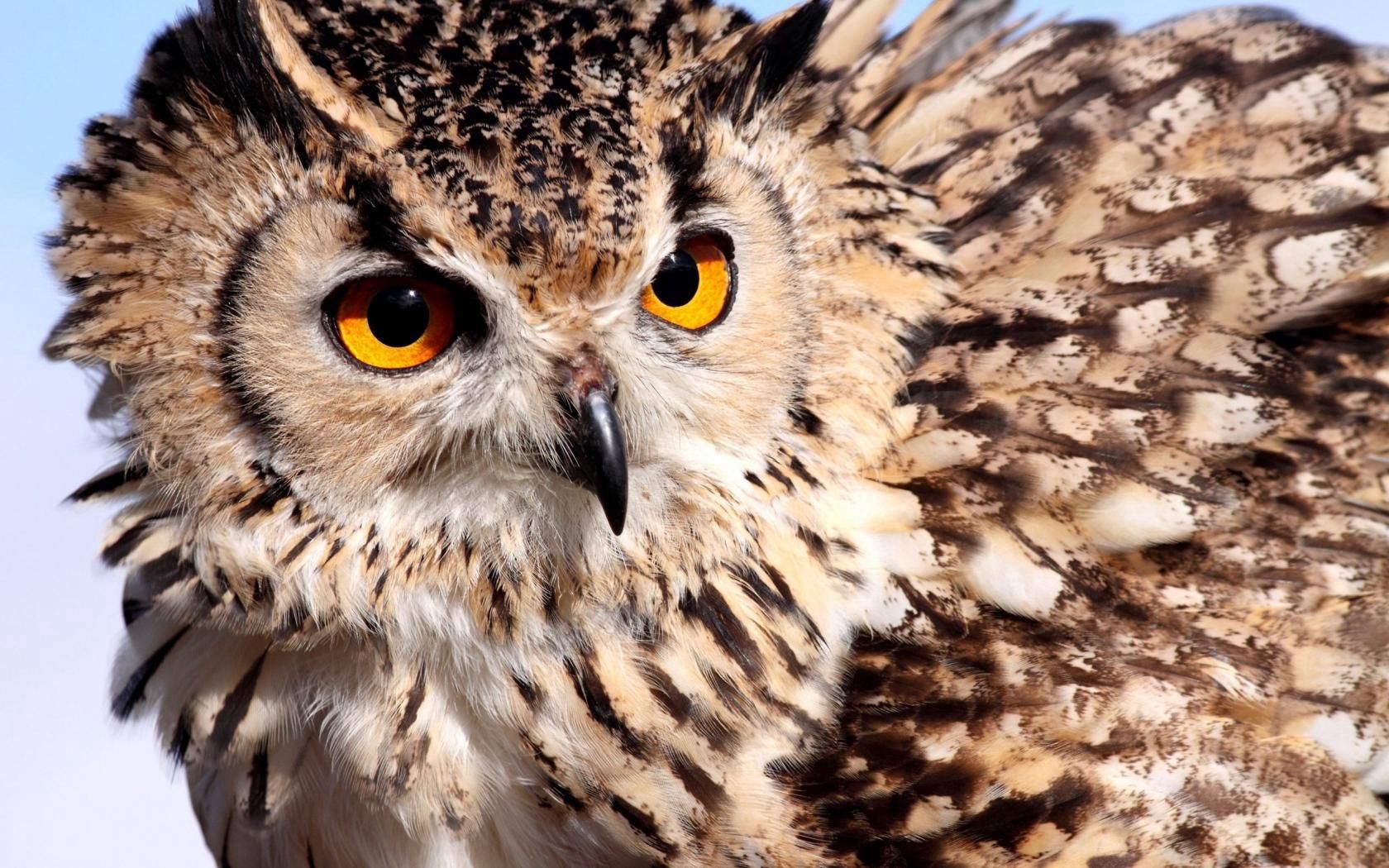 animals, owl, feather, eyes, color, eagle owl