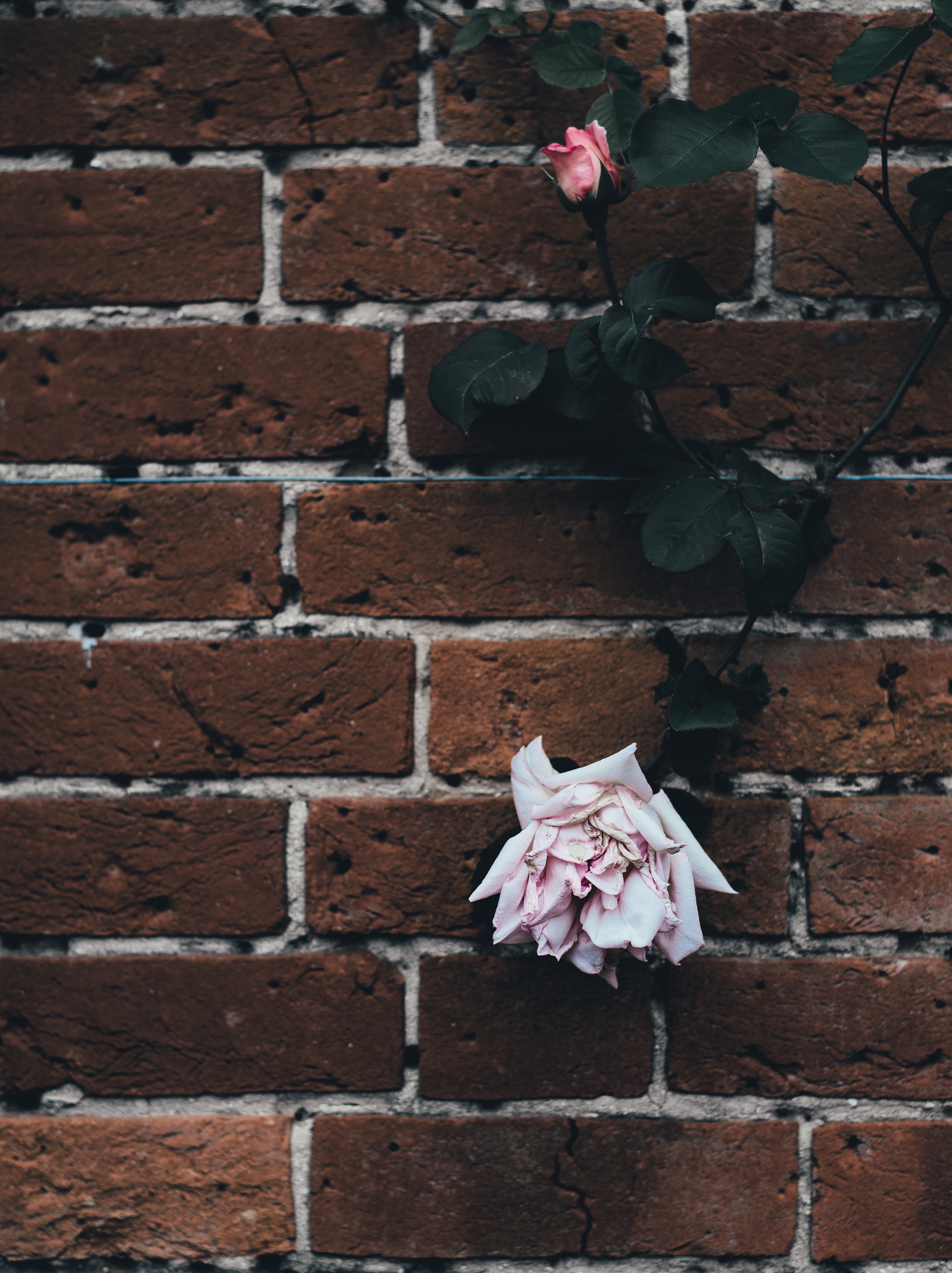 Download mobile wallpaper Flowers, Dry, Bud, Rose, Rose Flower, Brick Wall for free.