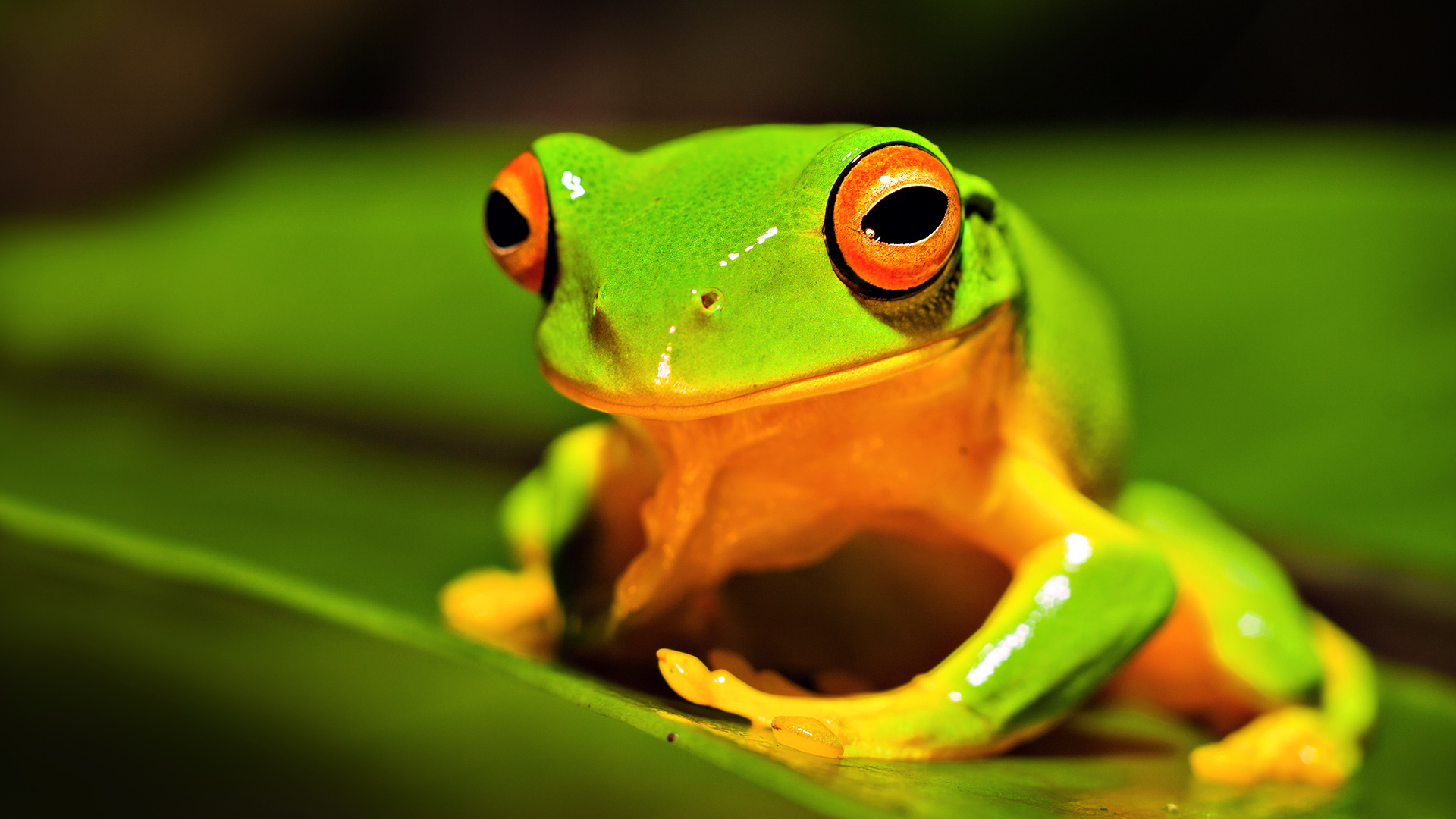 Лягушка ядовитая оранжевая зеленая