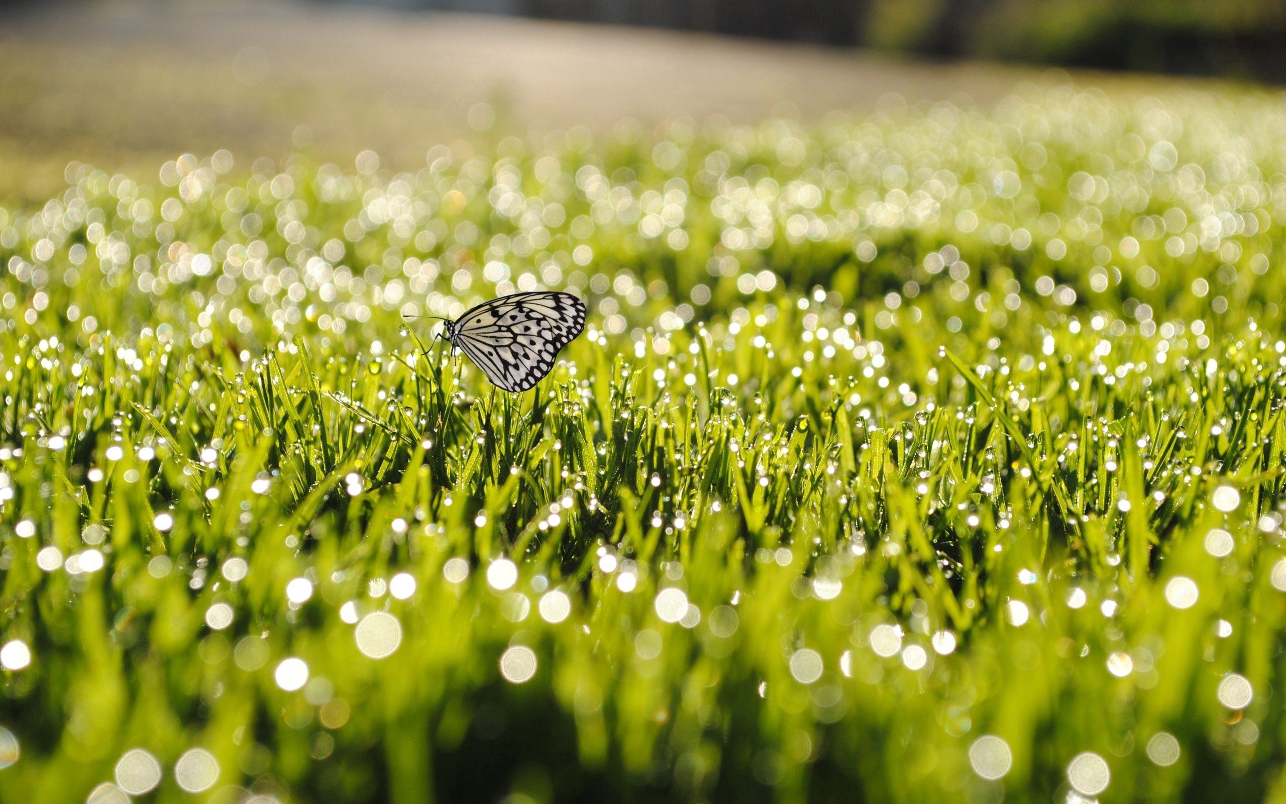 Download mobile wallpaper Dew, Grass, Sunlight, Insect, Macro, Butterfly for free.