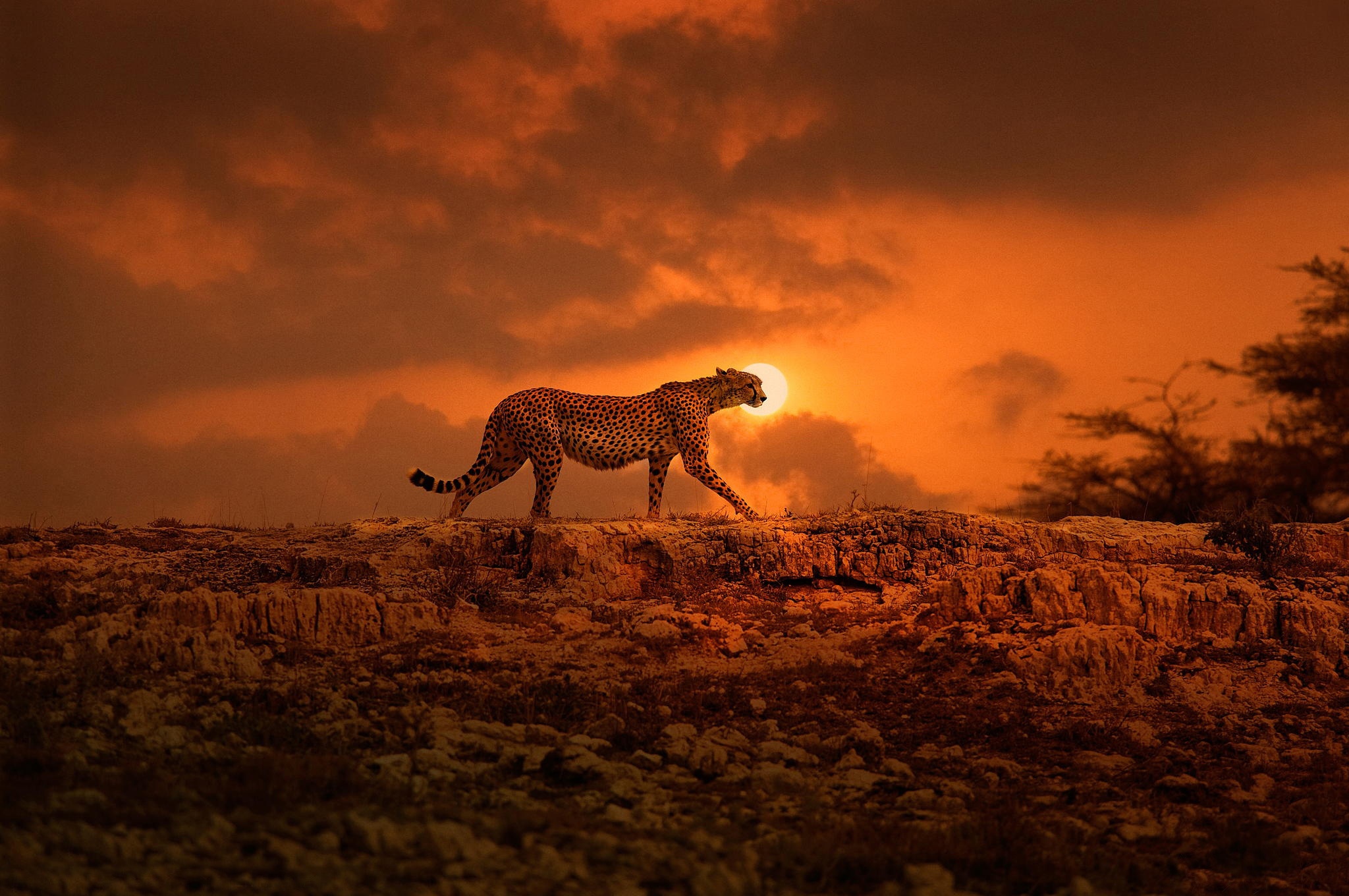 Саванна Кения леопард