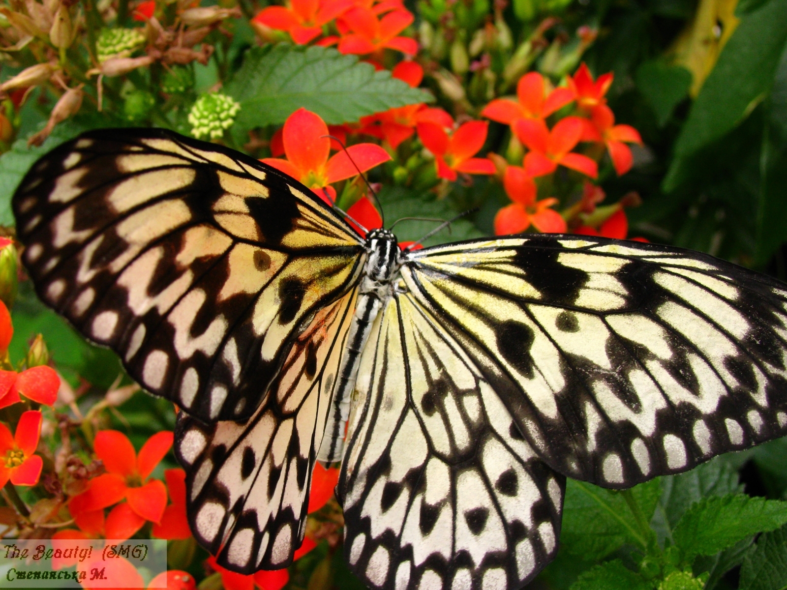 1552 baixar imagens borboletas, insetos - papéis de parede e protetores de tela gratuitamente