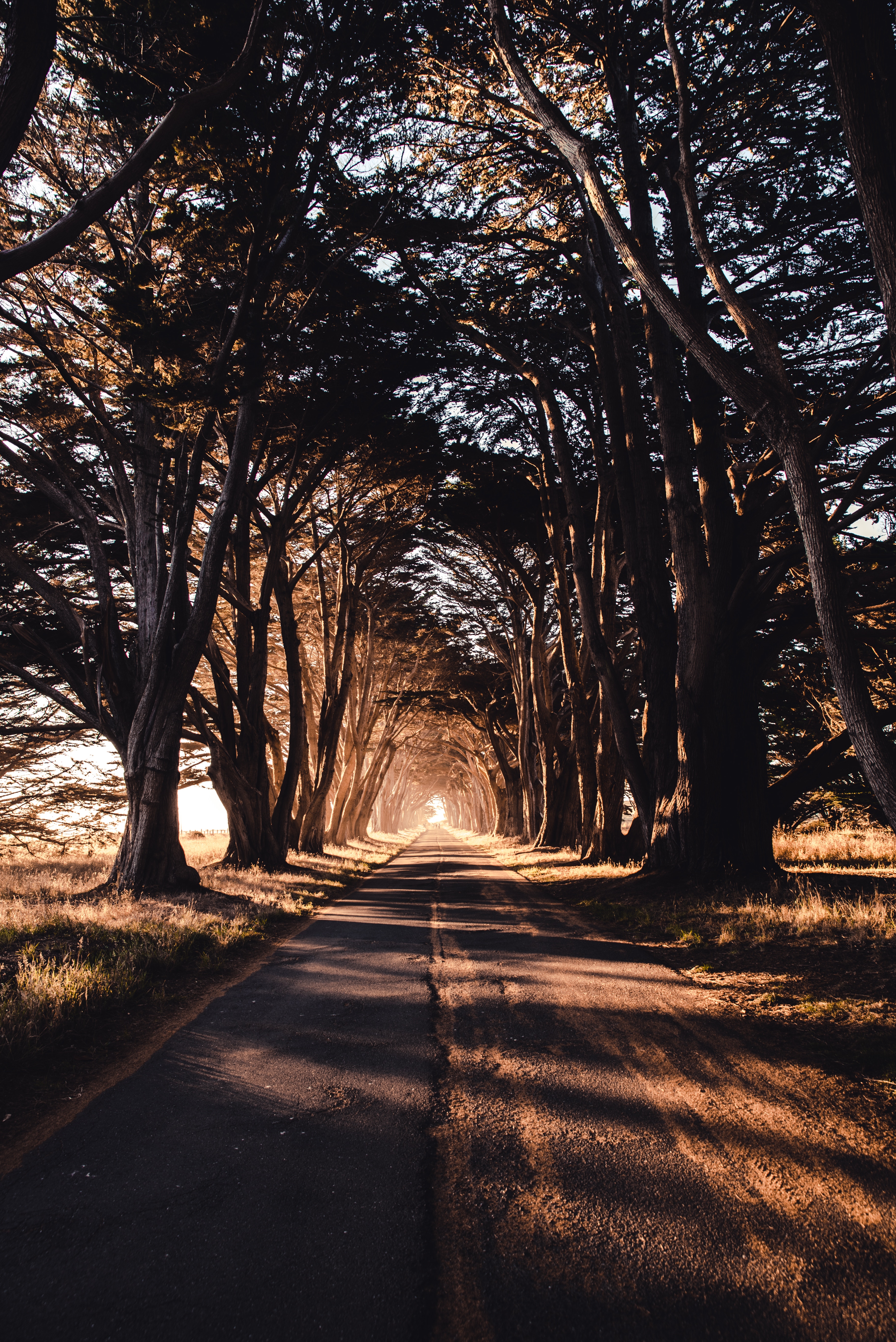 shadow, road, nature, trees Full HD