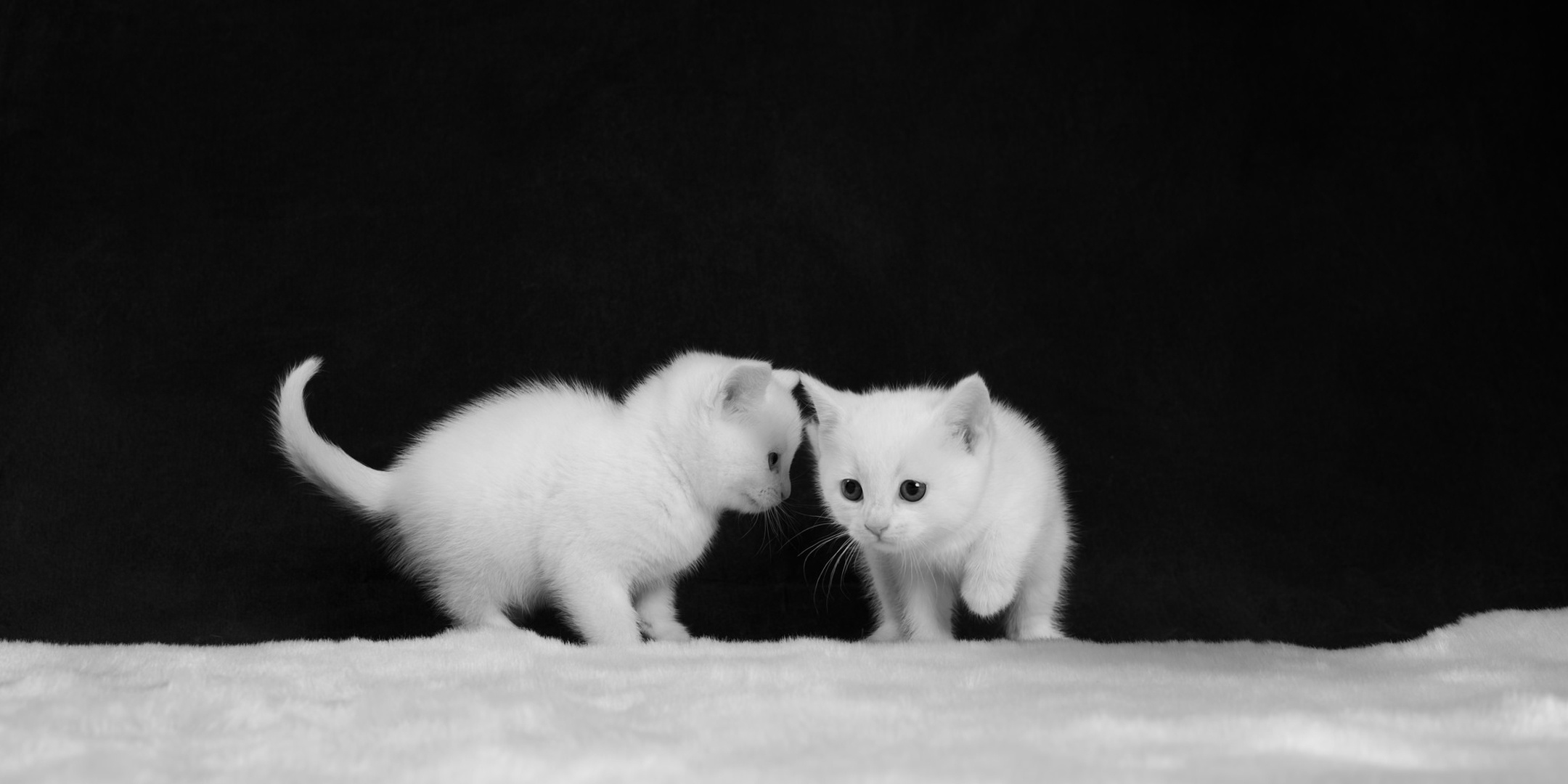 Черный и белый котенок