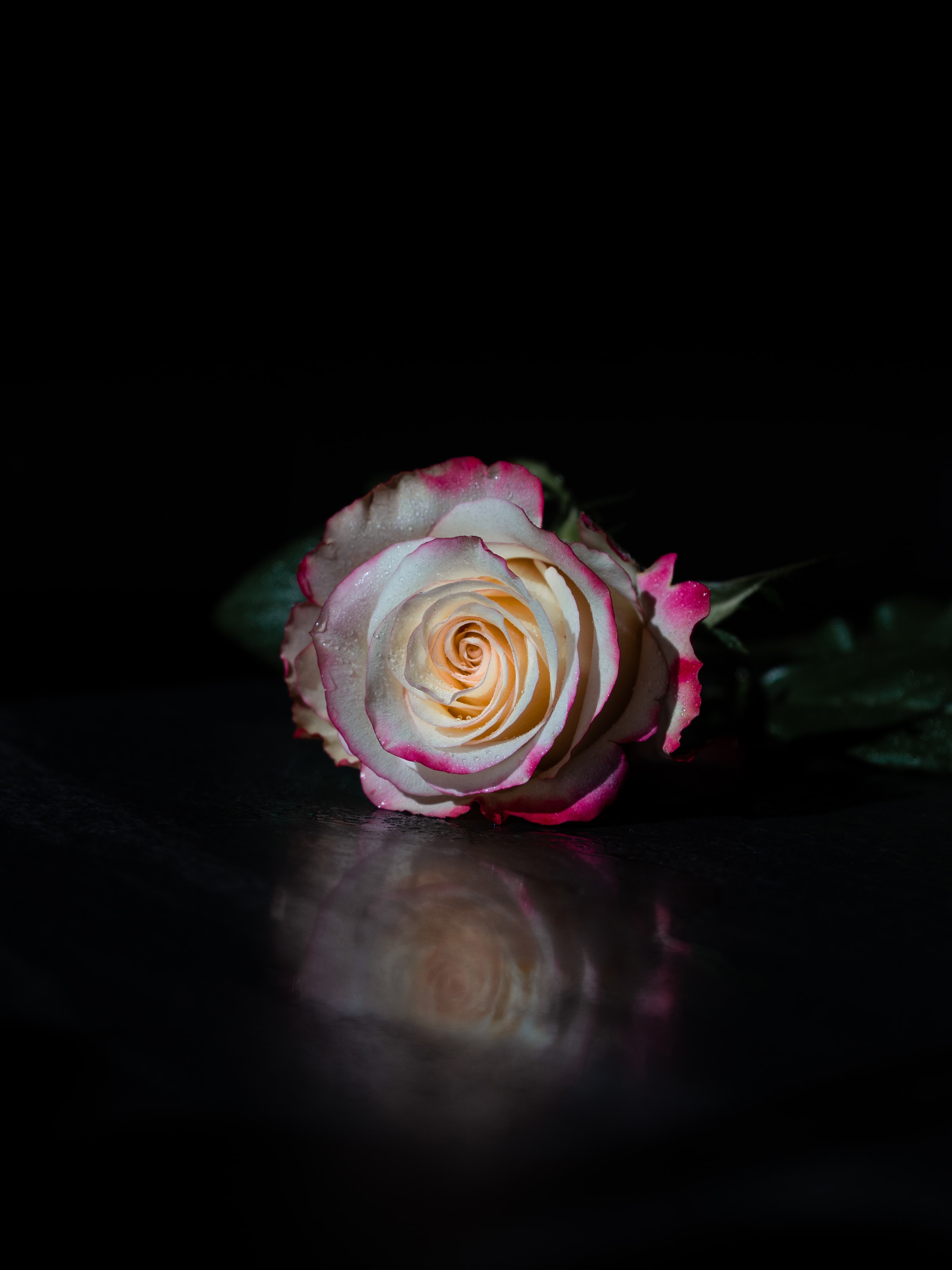 android flower, petals, rose flower, black, flowers, reflection, rose