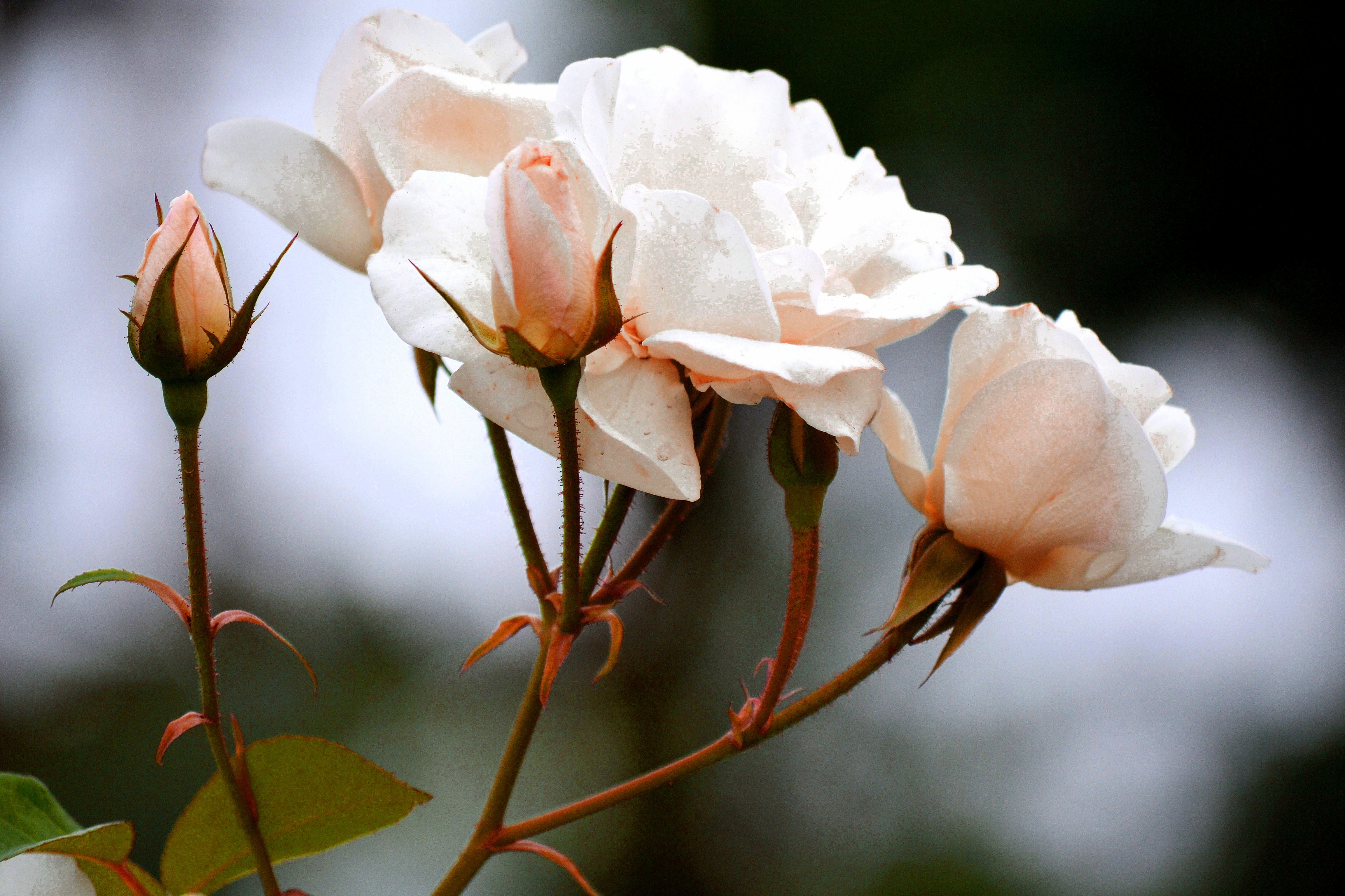 roses, flowers, white, branch, buds HD for desktop 1080p