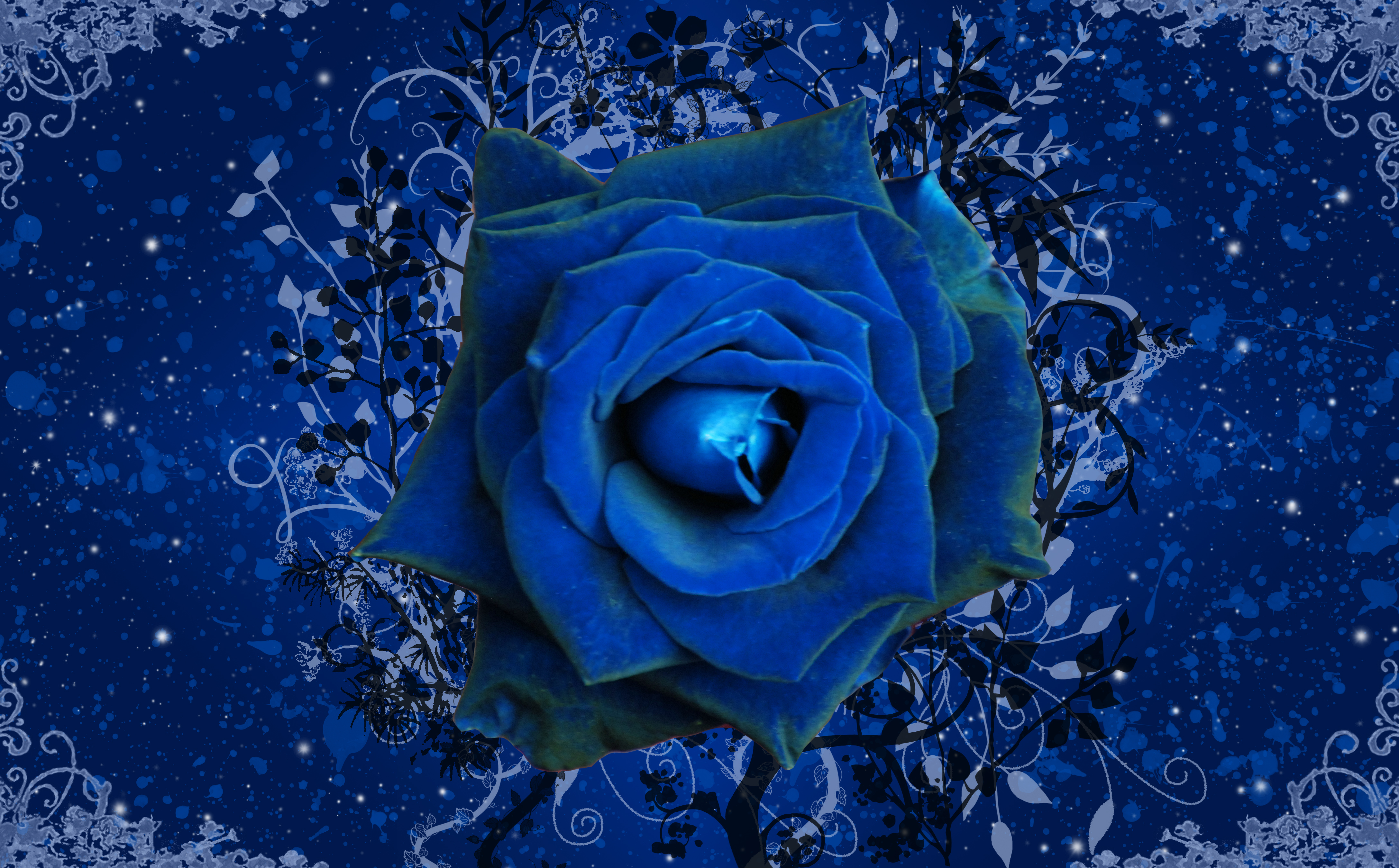 artistic, rose, blue flower, blue rose, flower