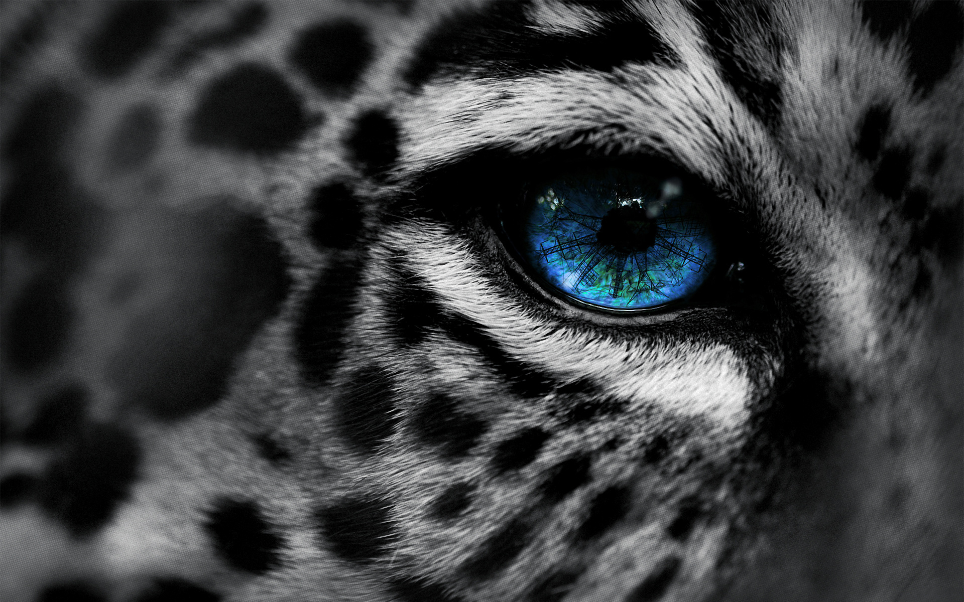 210264 Hintergrundbild herunterladen schneeleopard, tiere, katzen - Bildschirmschoner und Bilder kostenlos