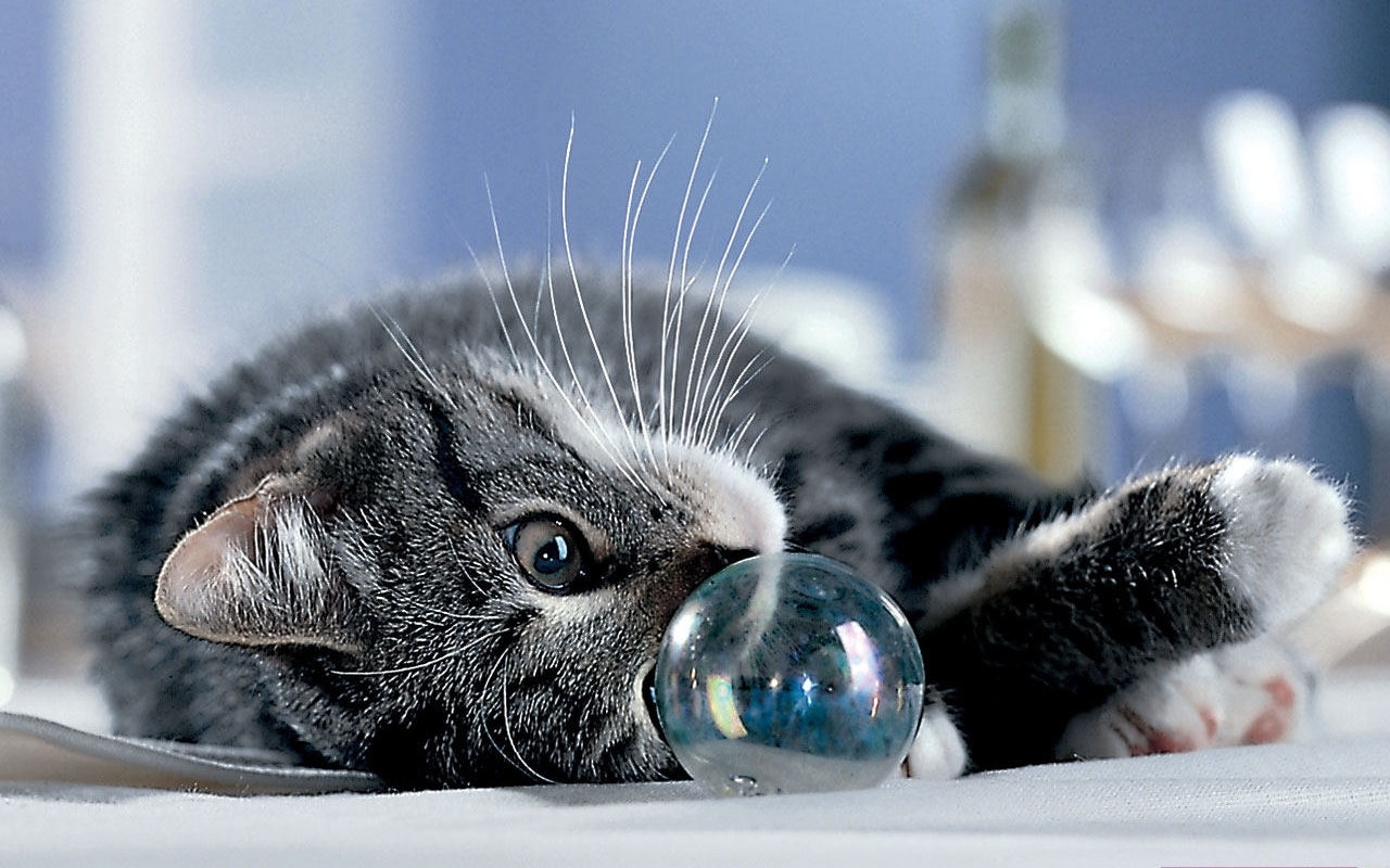 441 завантажити шпалери бульбашки, тварини, кішки, блакитний - заставки і картинки безкоштовно