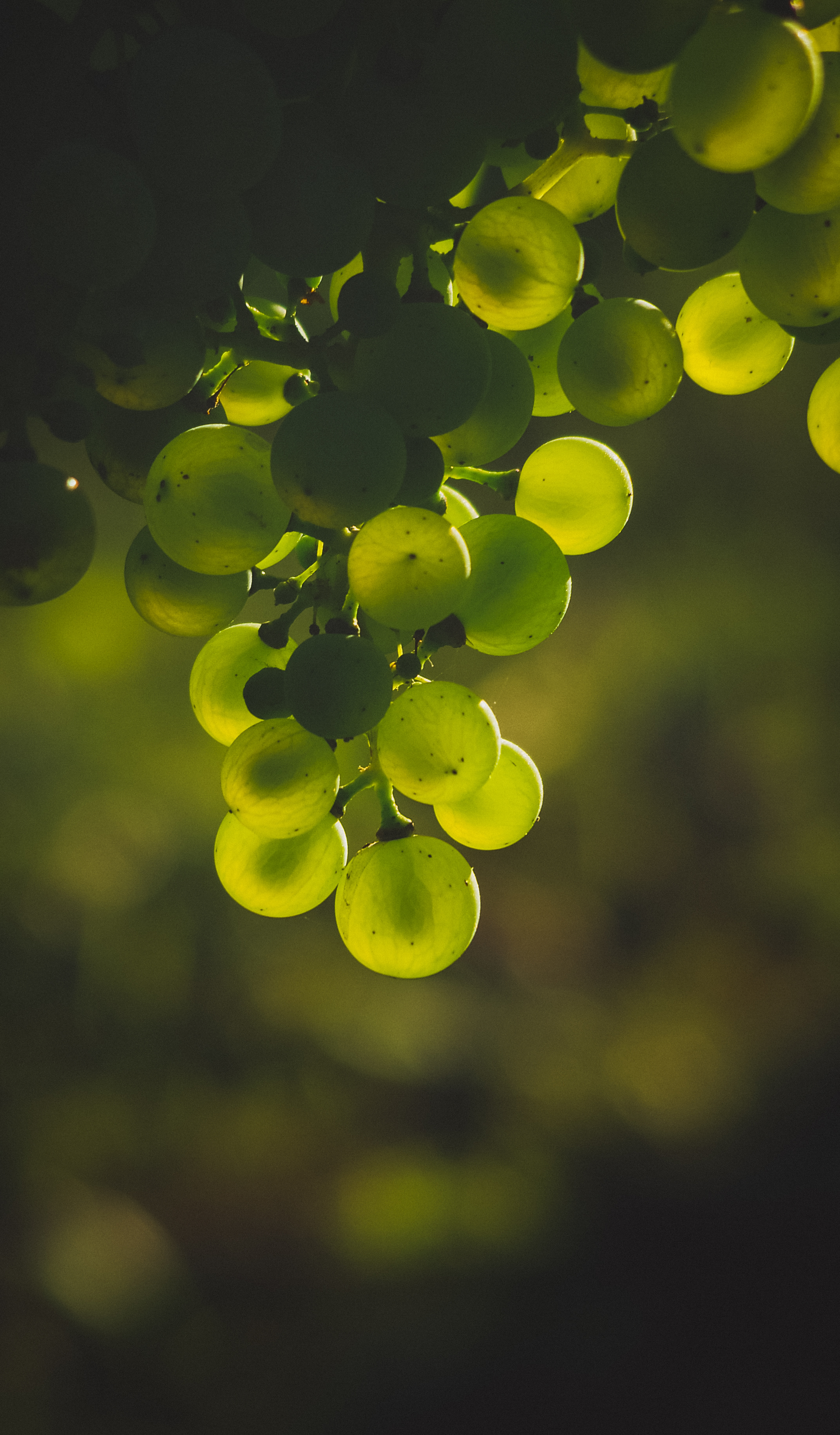 vertical wallpaper green, food, grapes, glare, blur, smooth, bunch