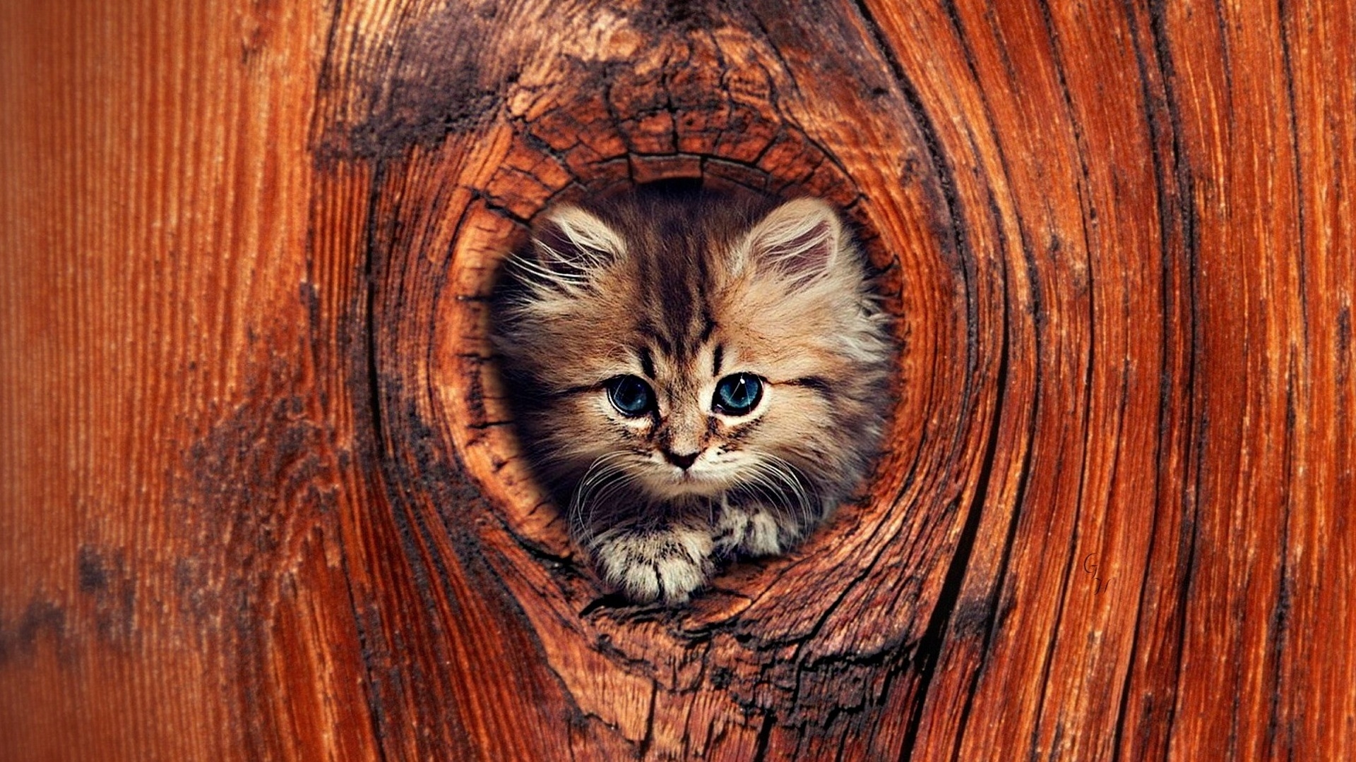 Котики на фоне дерева