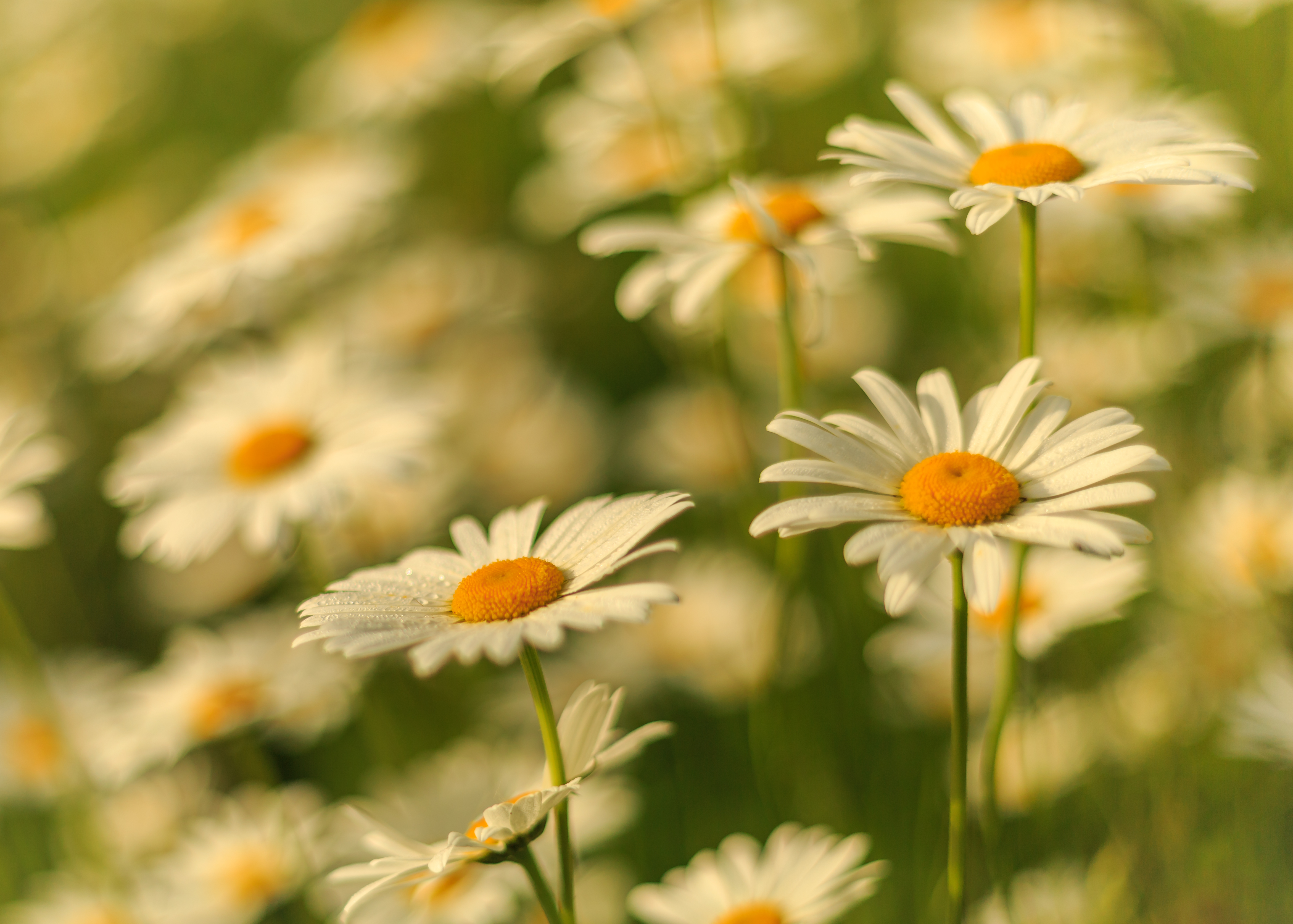 earth, chamomile, flower, macro, nature, summer, white flower High Definition image