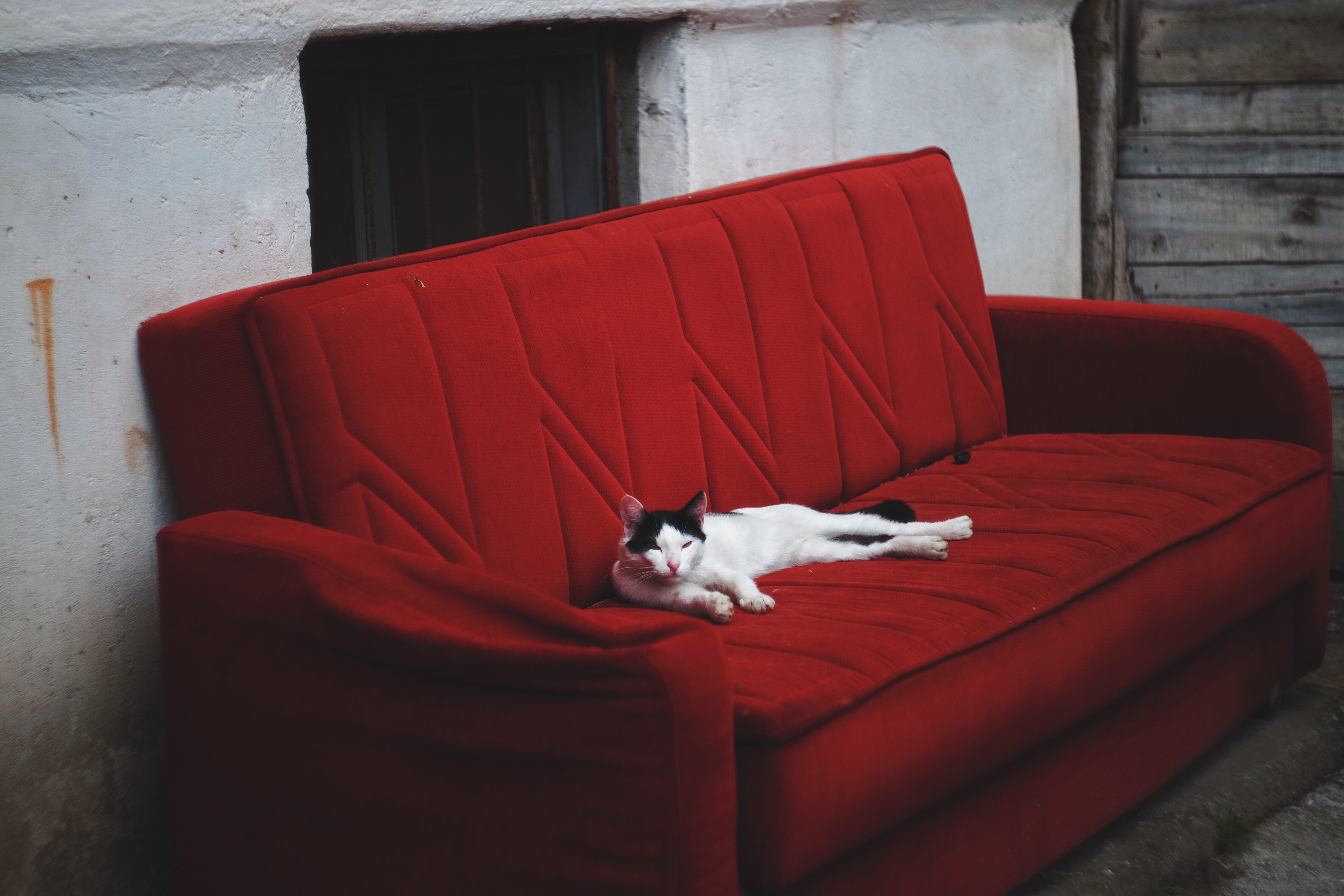 animals, cat, lies, sofa mobile wallpaper