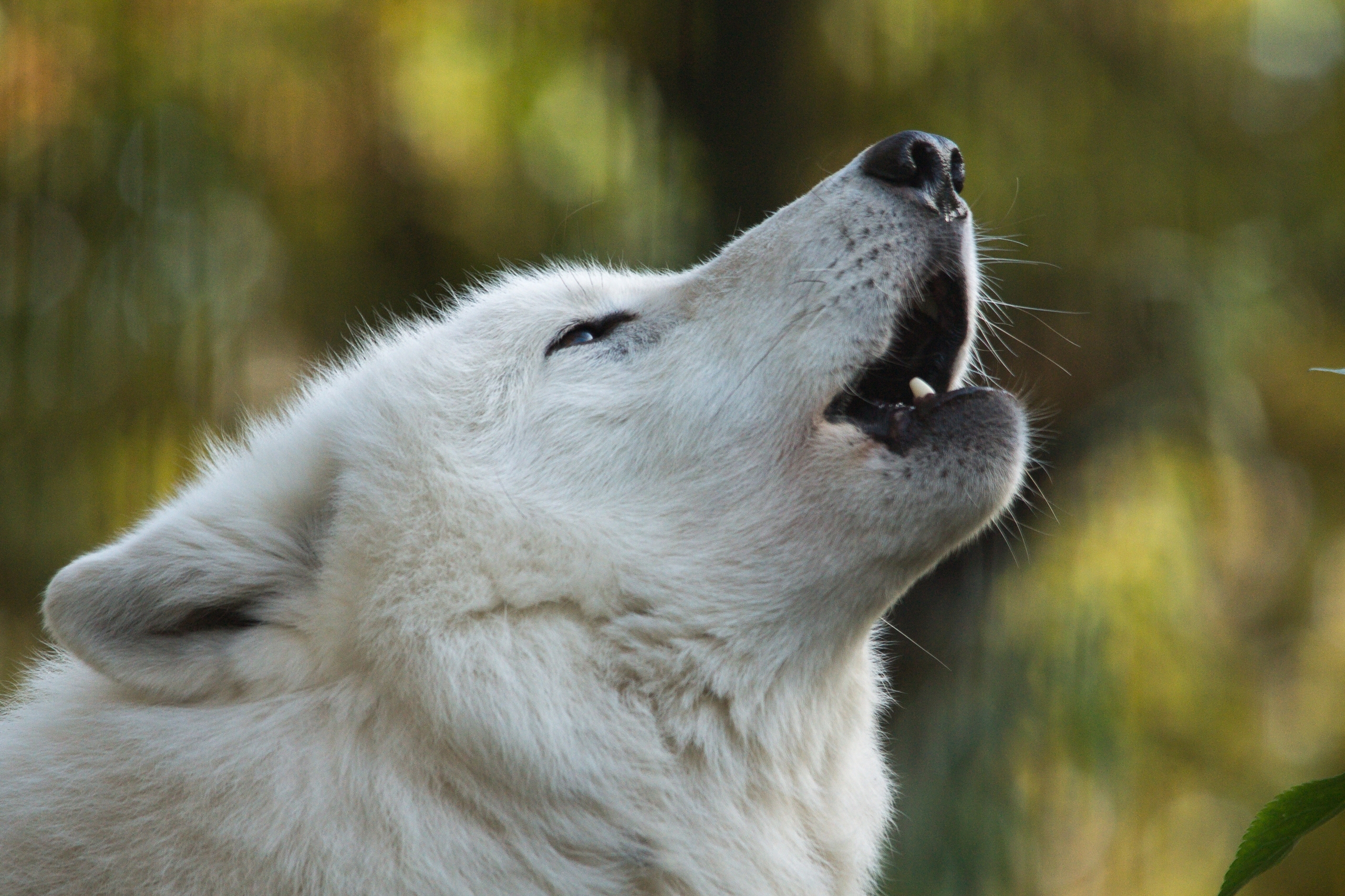 402784 télécharger l'image loup, animaux, hurlement, museau, loup blanc, wolves - fonds d'écran et économiseurs d'écran gratuits