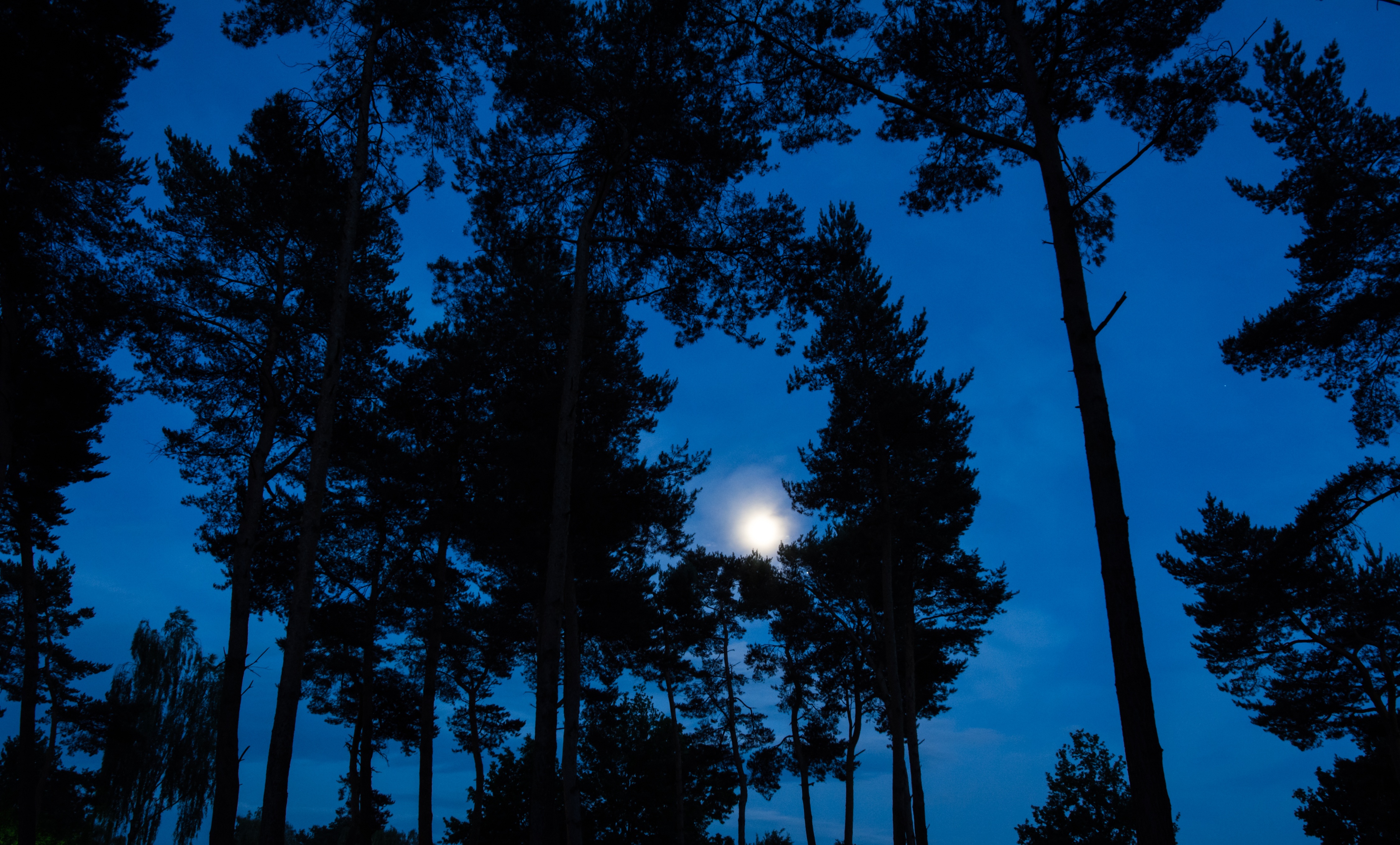 Download mobile wallpaper Branches, Sky, Trees, Nature, Night, Moon for free.