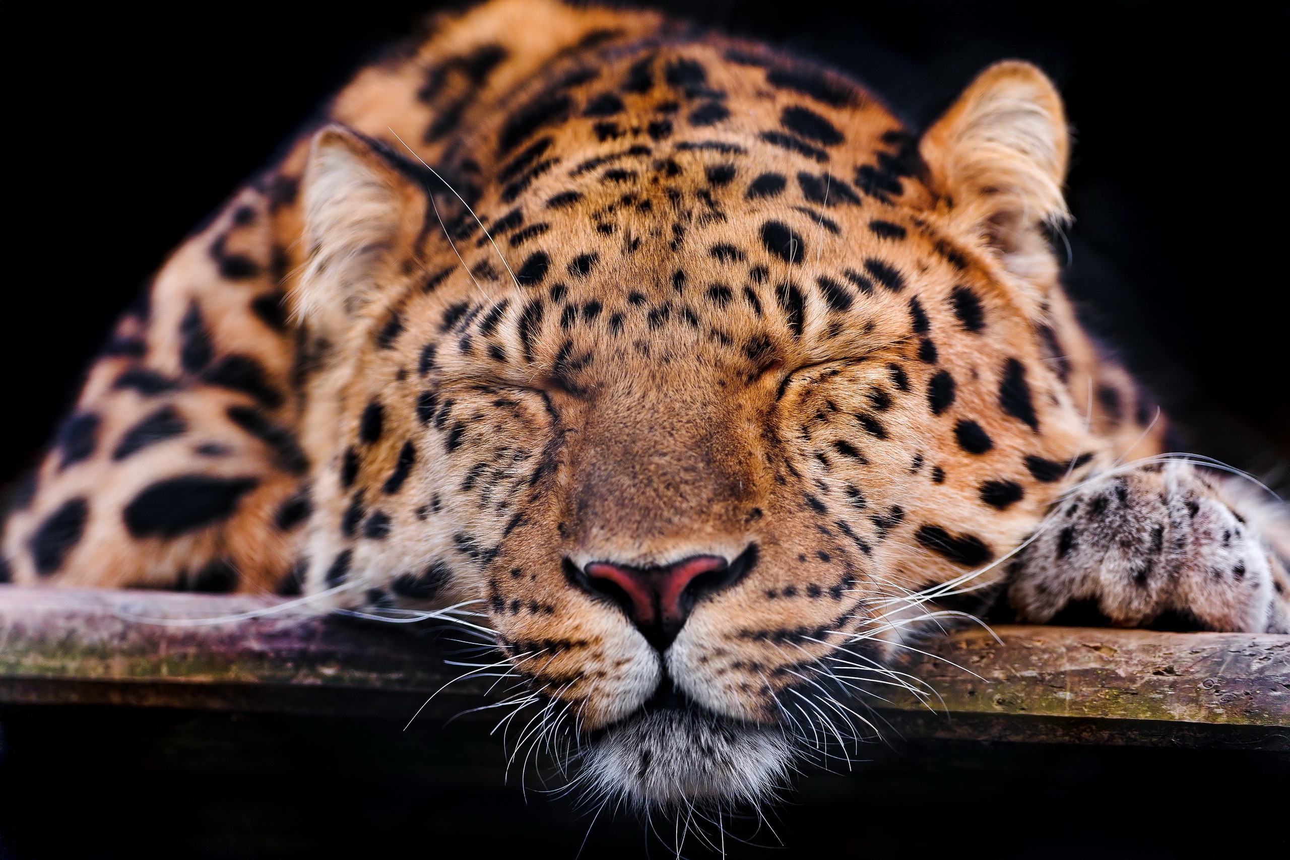 Download PC Wallpaper predator, animals, leopard, muzzle, sleep, dream