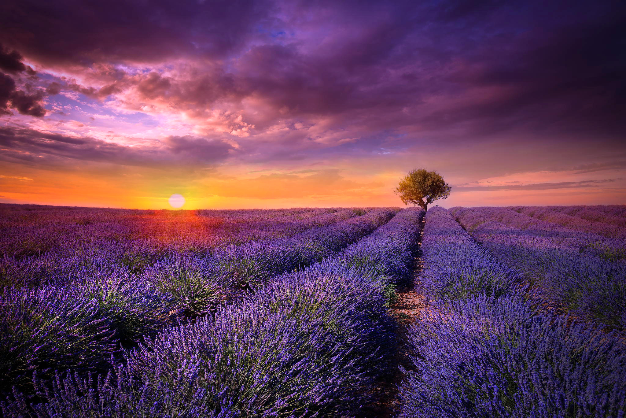 Download mobile wallpaper Lavender, Purple Flower, Sunrise, Flowers, Flower, Earth for free.