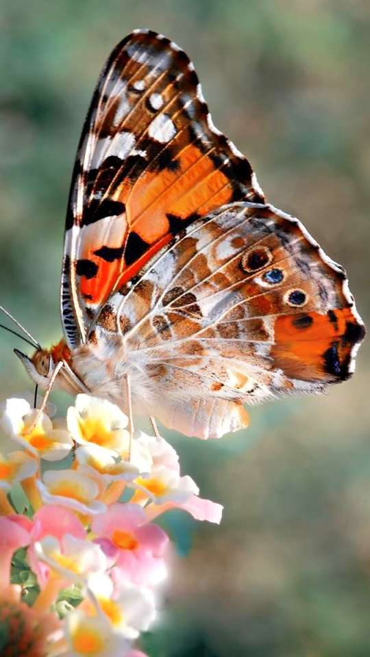 Download mobile wallpaper Butterfly, Animal, Spring for free.