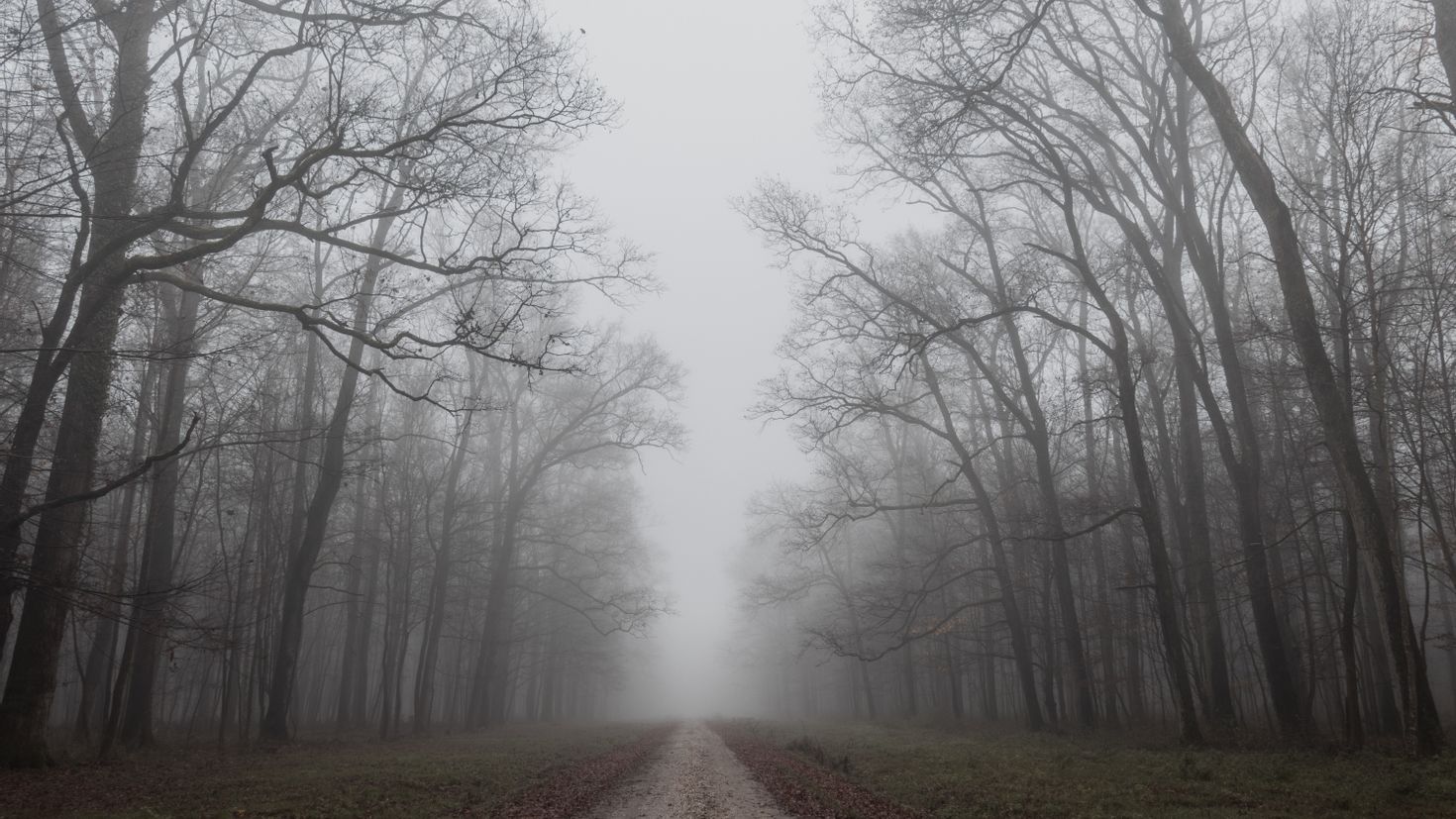 Холодная осень серый. Осень туман. Дорога в тумане. Пасмурная осень. Серый лес.