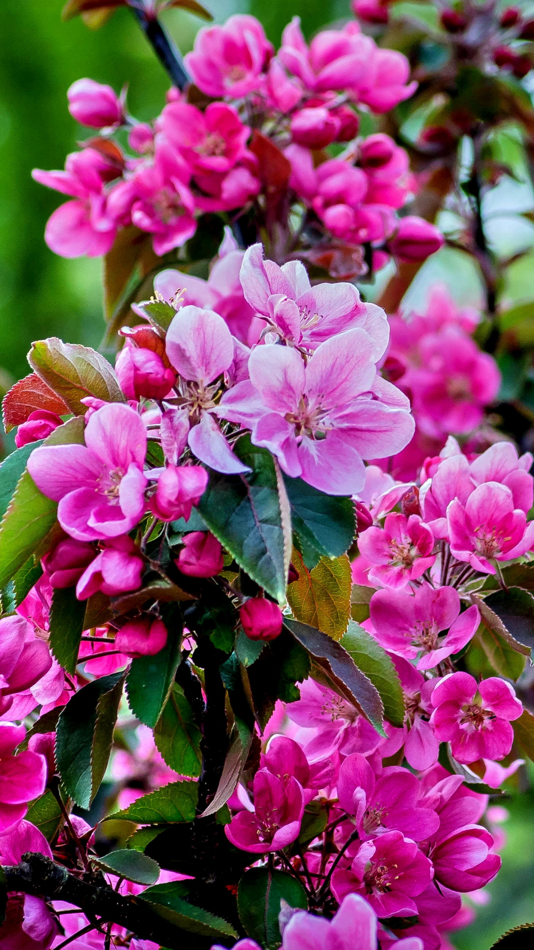 Скачати мобільні шпалери Цвітіння, Земля, Весна, Рожева Квітка, Вишневий Цвіт, Відділення, Флауерзи безкоштовно.
