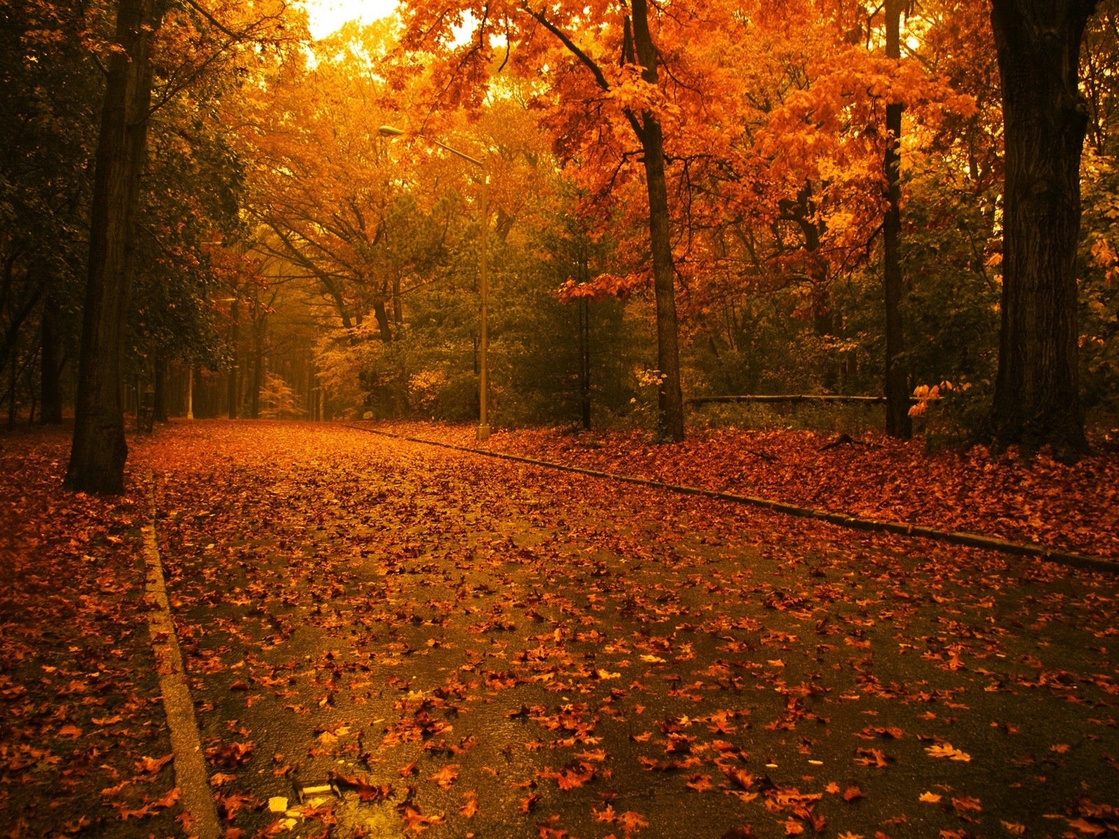 Download mobile wallpaper Trees, Roads, Landscape, Autumn for free.
