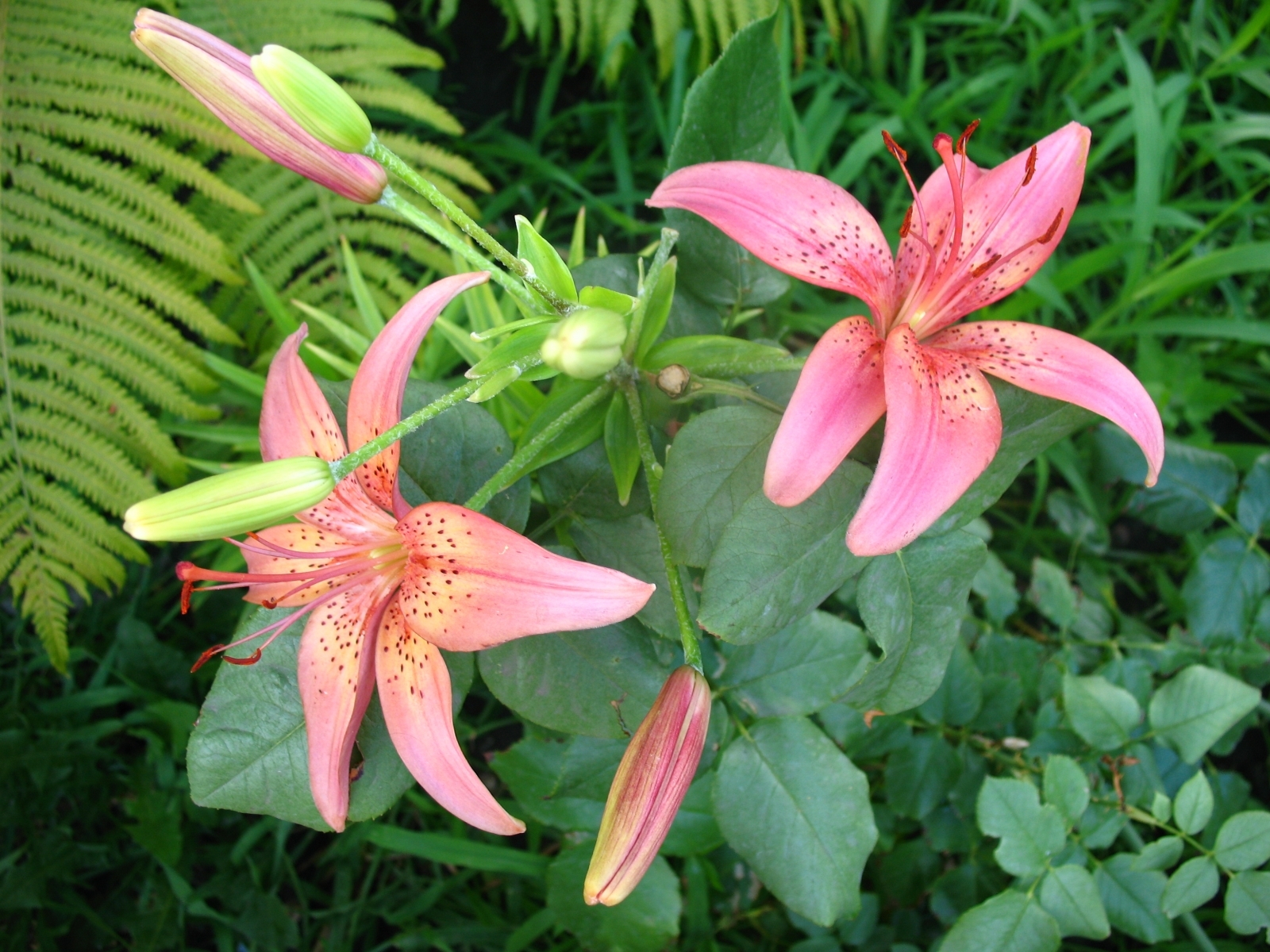 Free download wallpaper Plants, Lilies, Flowers on your PC desktop