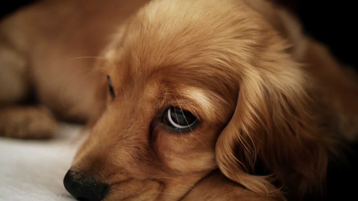 Собака печаль. Грустная собака. Грустный щенок. Собака с печальными глазами. Милые собачки.