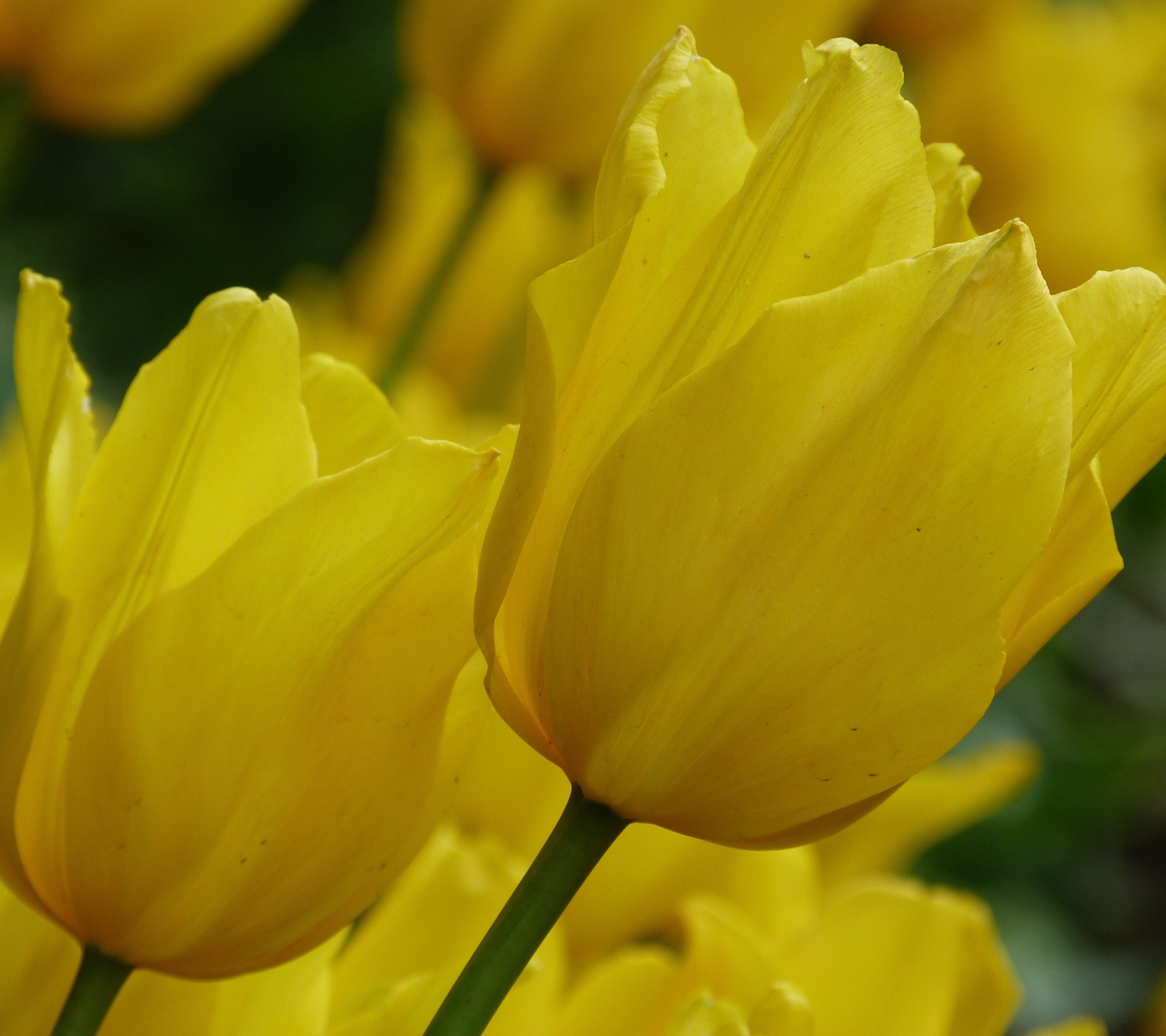 Желтые тюльпаны 4k