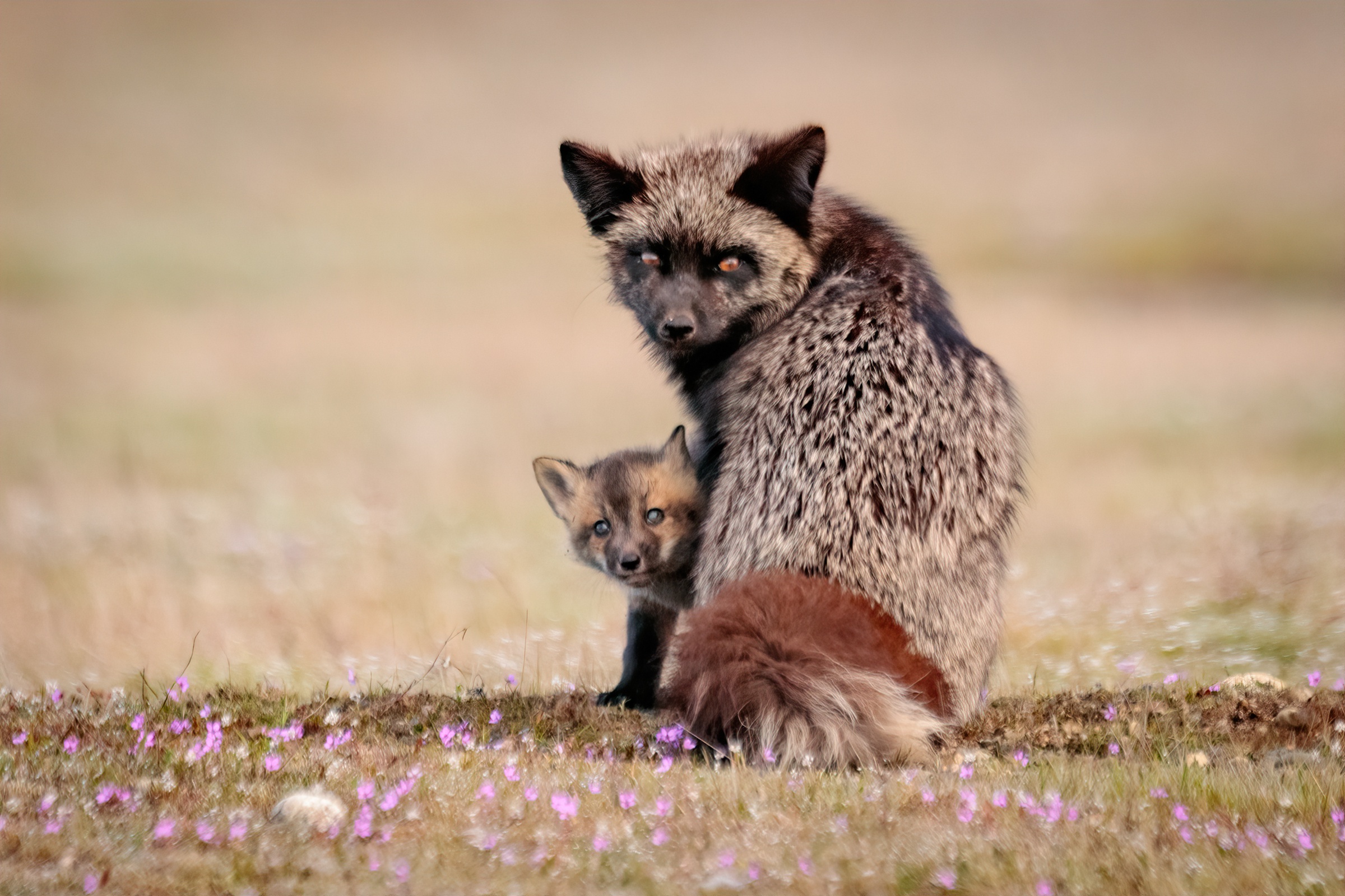 silver fox (animal), animal, fox, baby animal, cub 4K