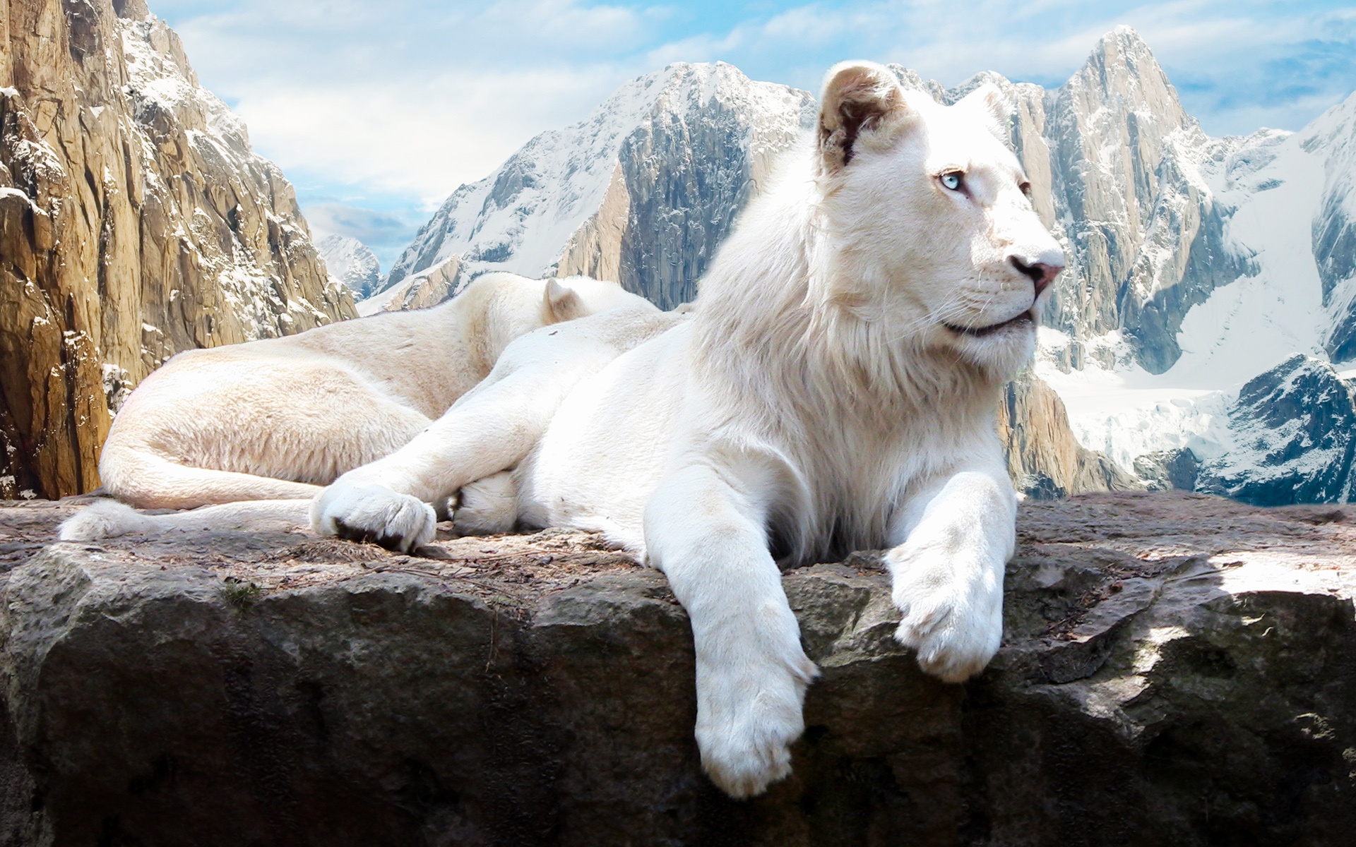 animal, white lion Aesthetic wallpaper