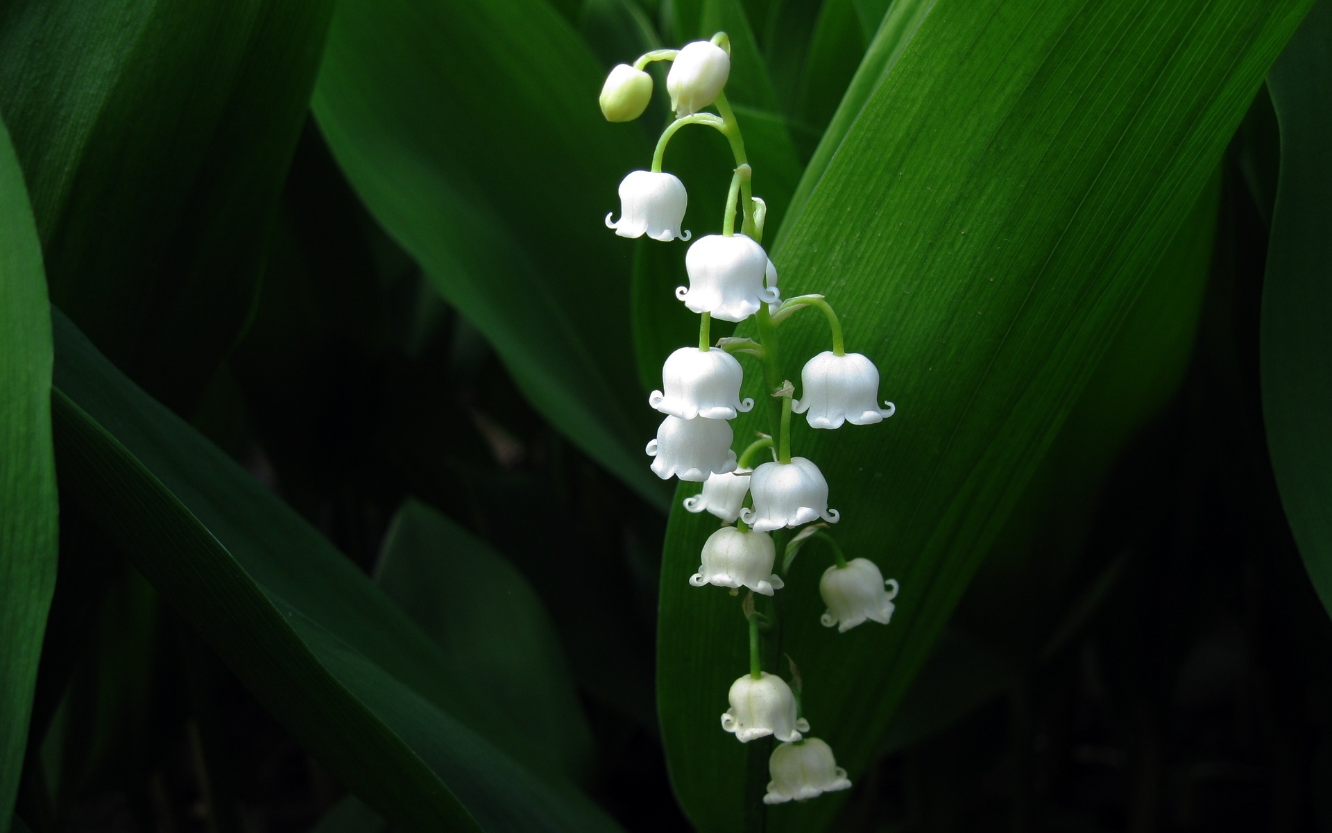 flowers, plants, lily of the valley, black lock screen backgrounds