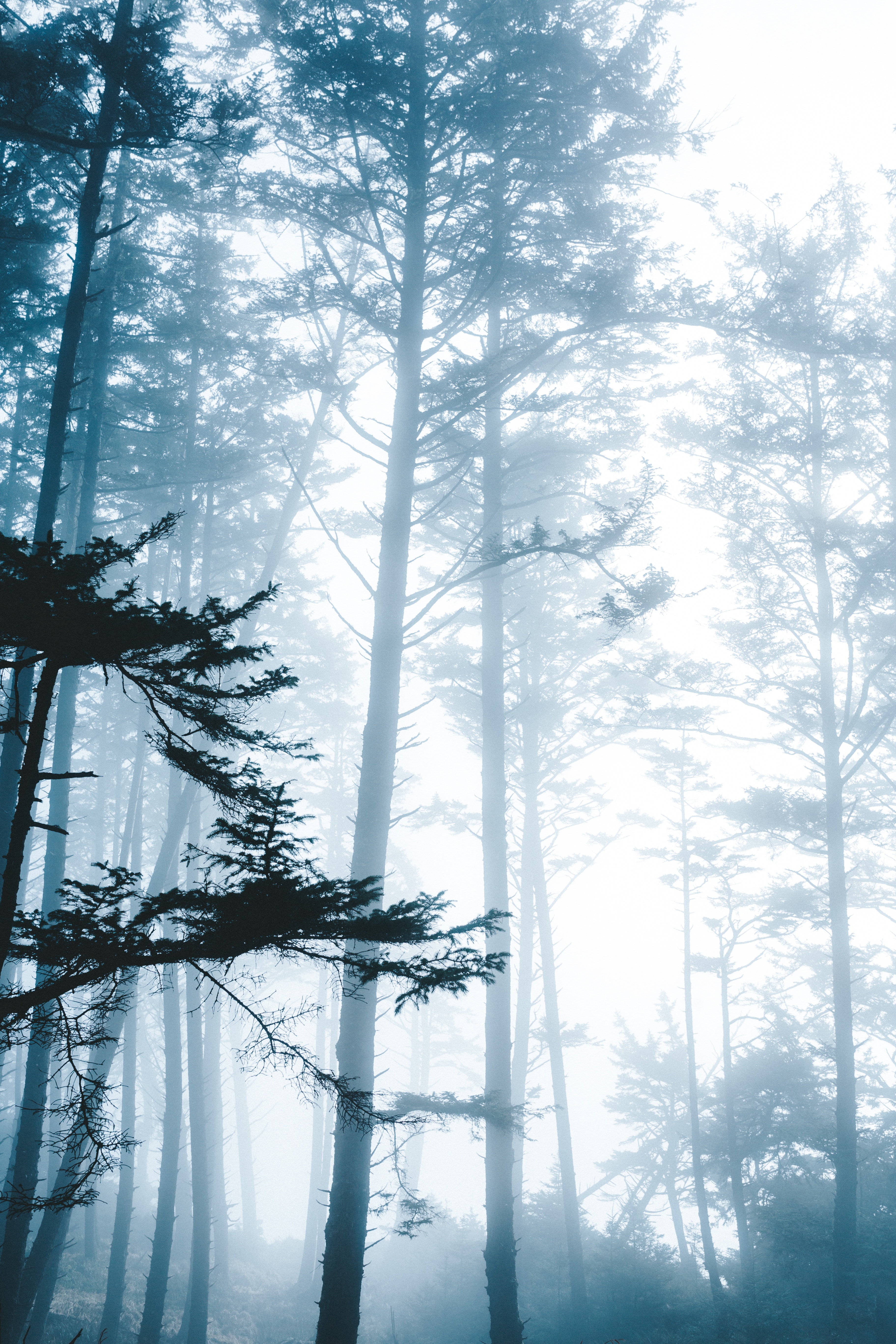 Téléchargez des papiers peints mobile Brouillard, Forêt, Branches, Nature, Arbres gratuitement.