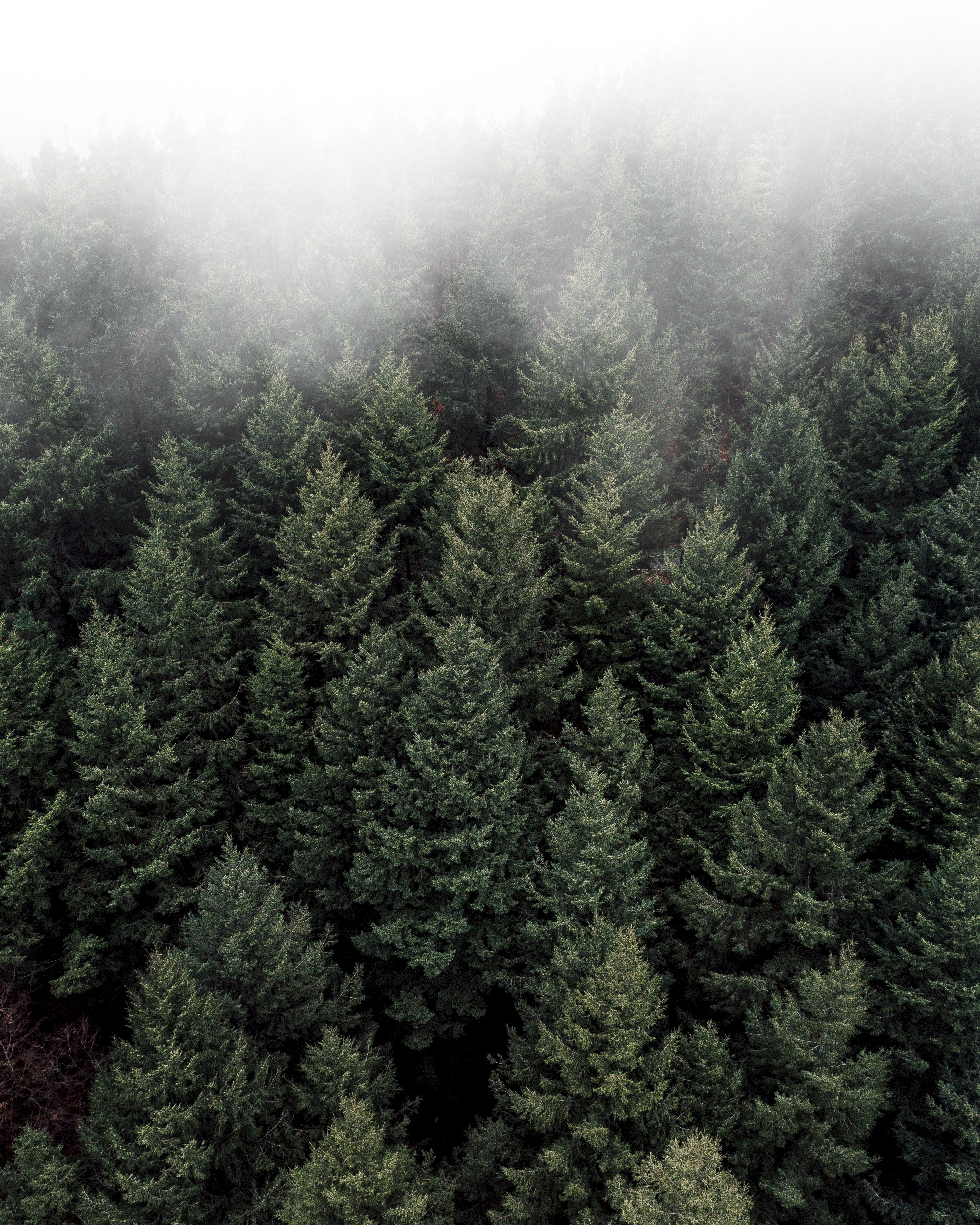 136176 descargar fondo de pantalla naturaleza, árboles, verde, vista desde arriba, arriba, bosque, niebla, tops: protectores de pantalla e imágenes gratis