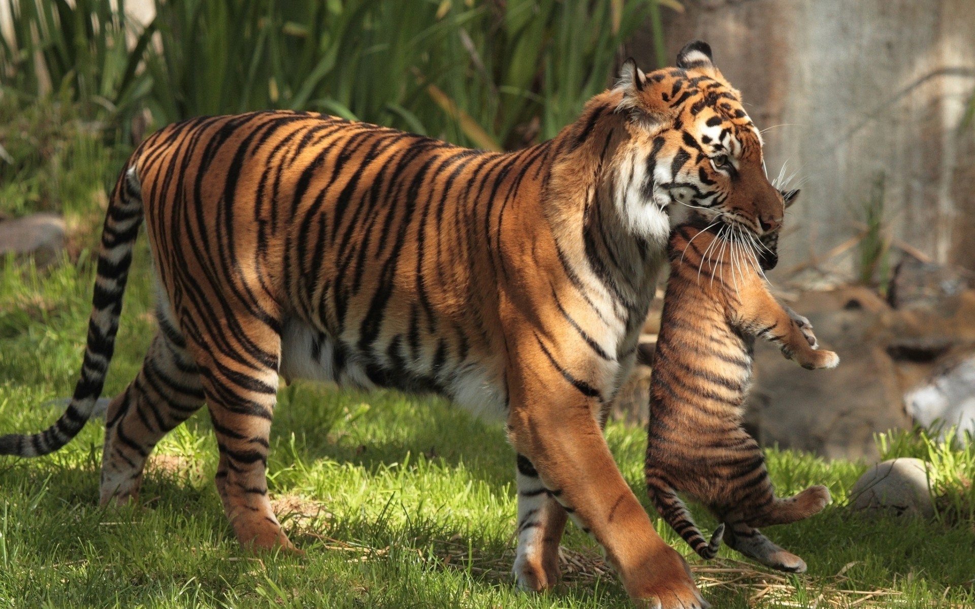 31862 baixar imagens tigres, animais - papéis de parede e protetores de tela gratuitamente